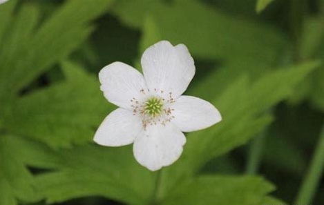 Anemone canadense (Canada Anemone)