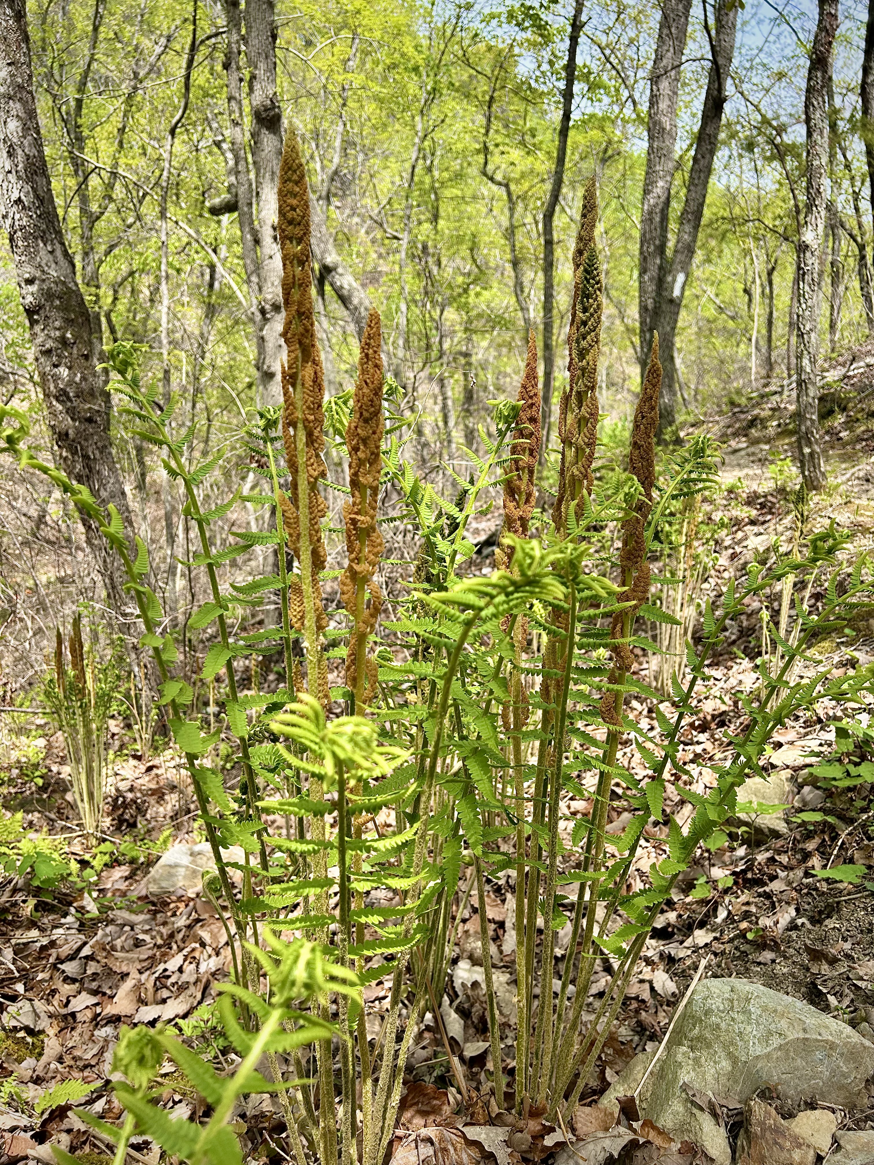 Osmundastrum cinnamomeum (Cinnamon Fern)
