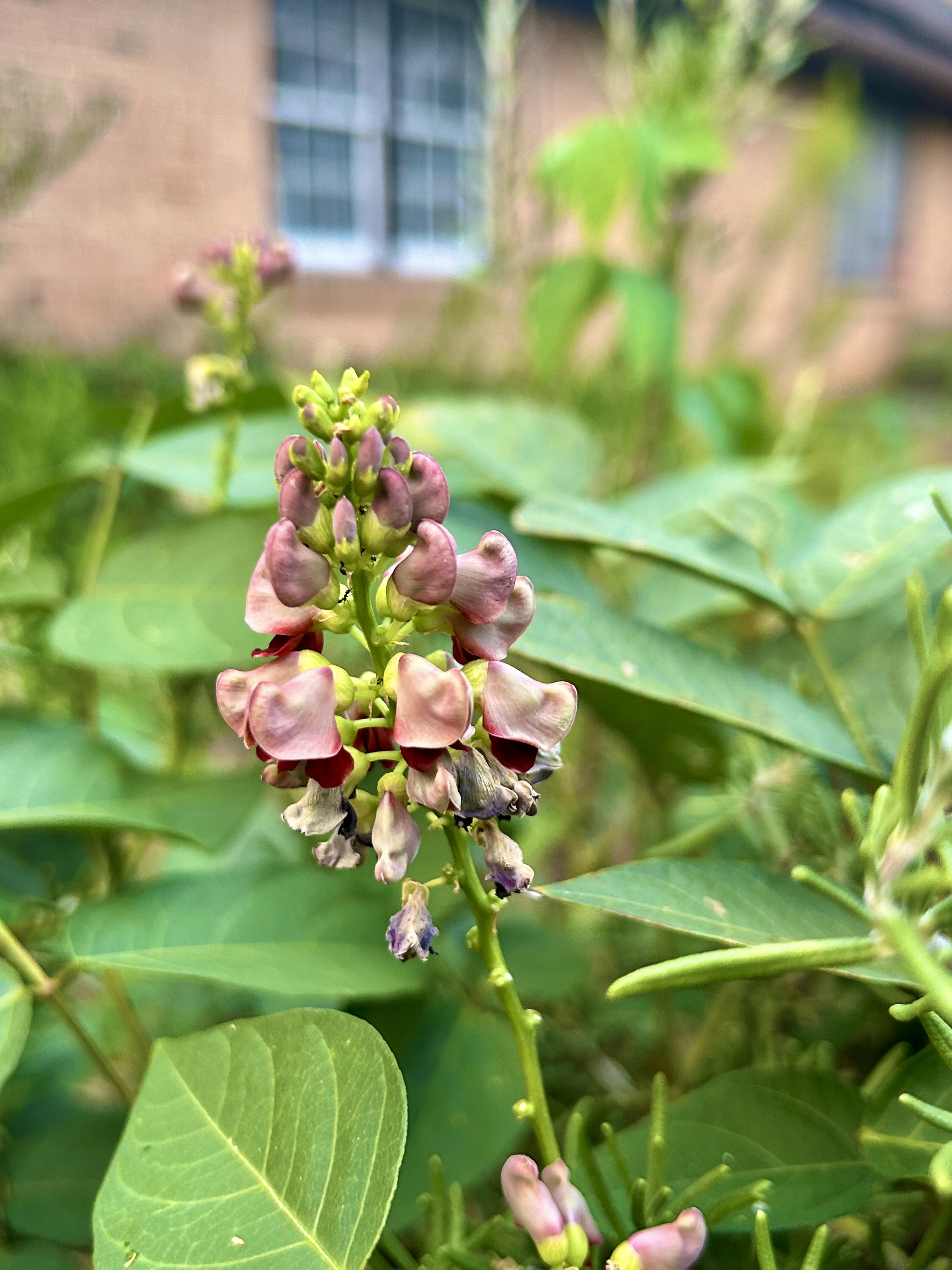 Apios americana (Groundnut)