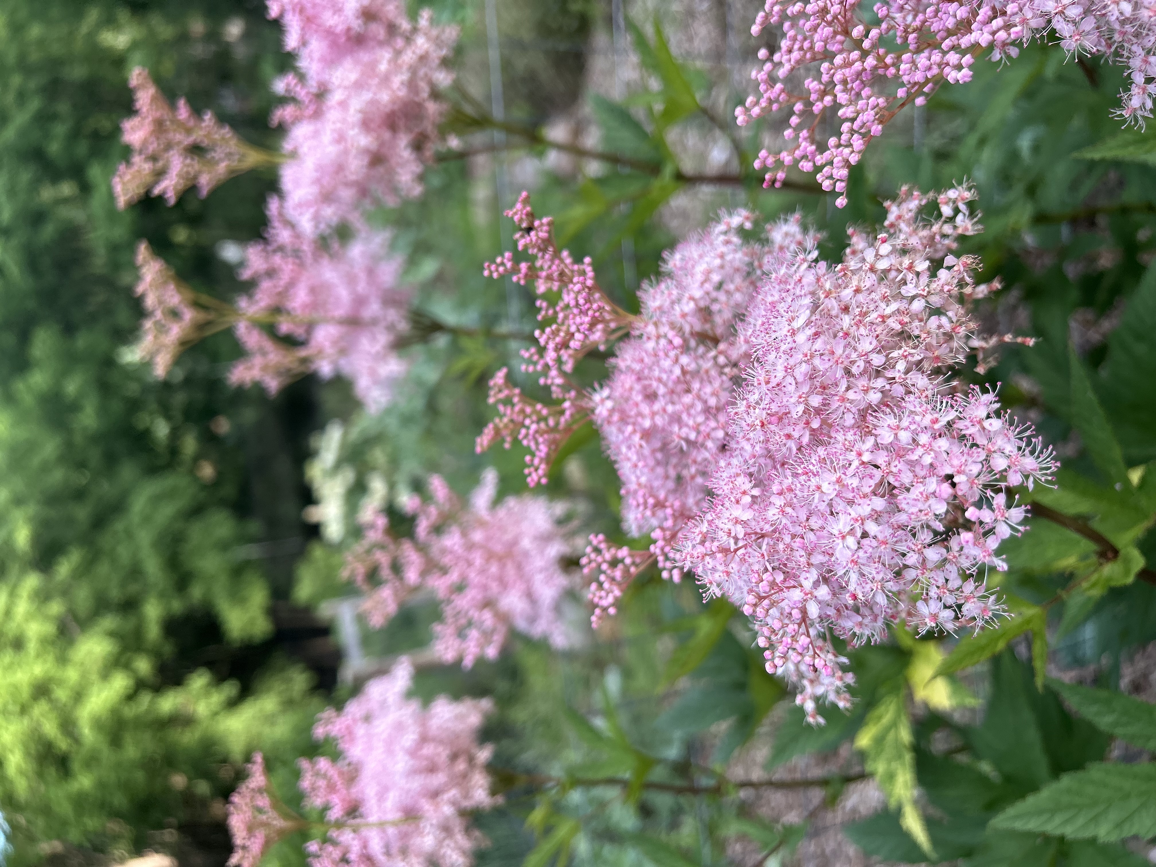 Filipendula rubra (Queen of the Prairie)