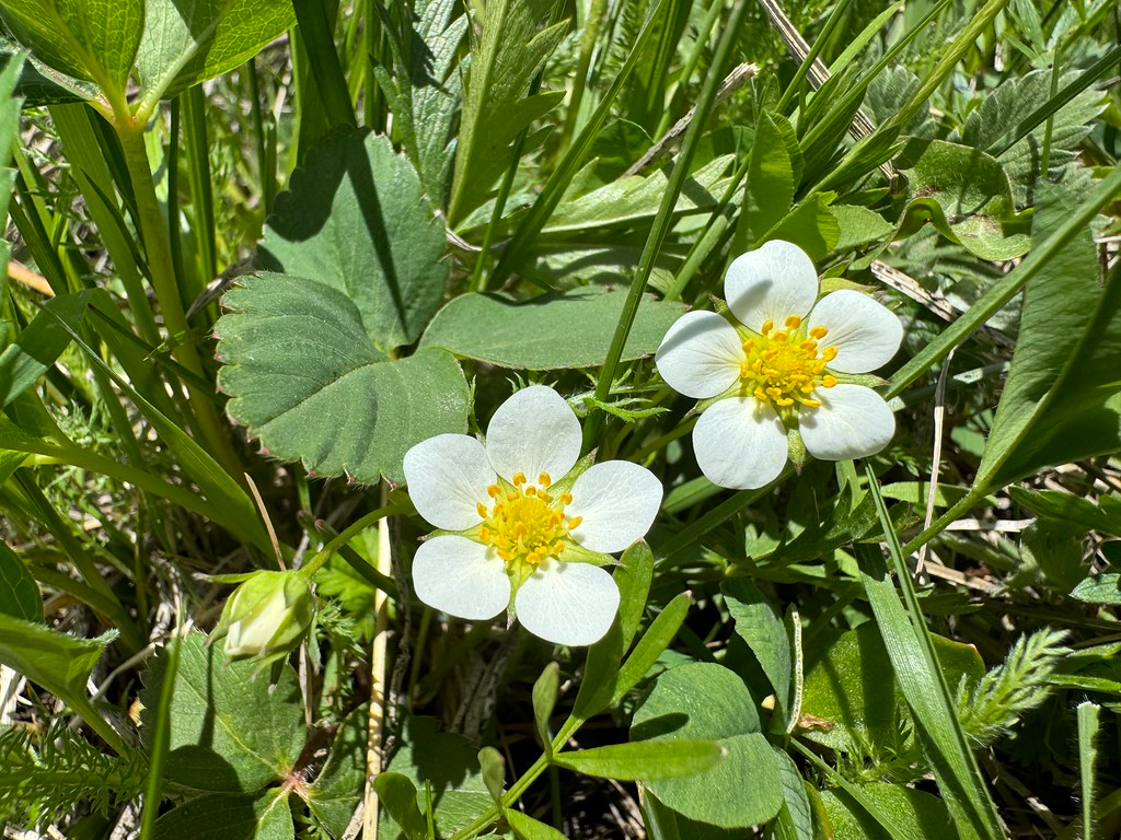 Fragaria virginiana (Wild Strawberry)