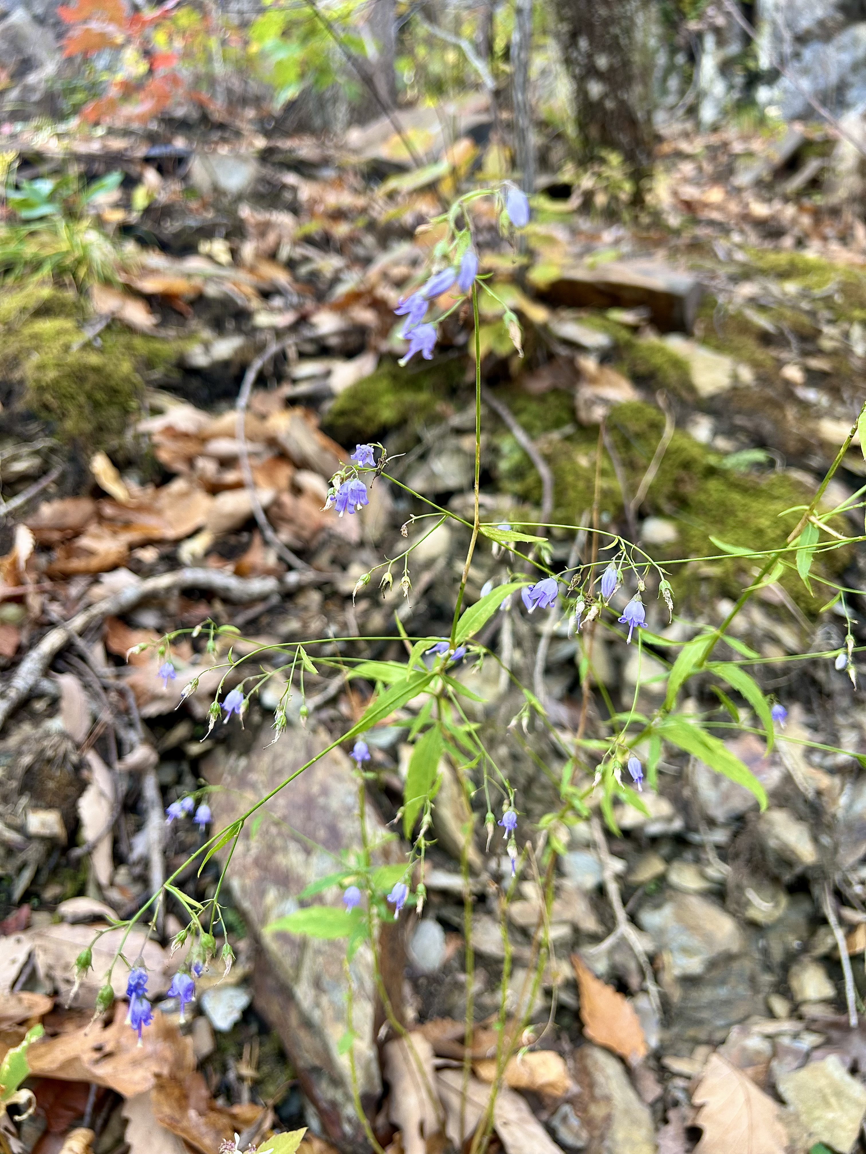 Campanula divaricata (Southern Harebell)