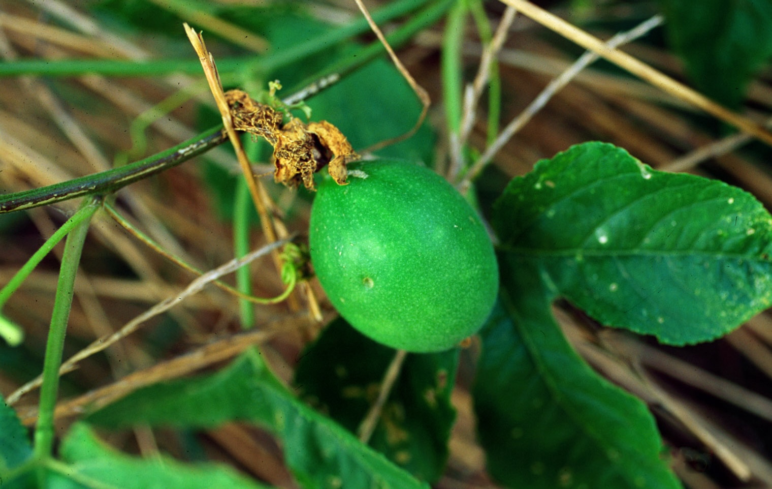 Passiflora incarnata (Purple Passionflower)