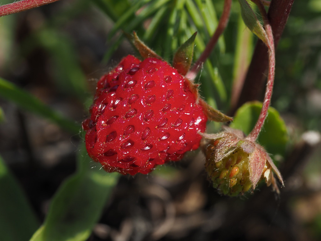 Fragaria virginiana (Wild Strawberry)