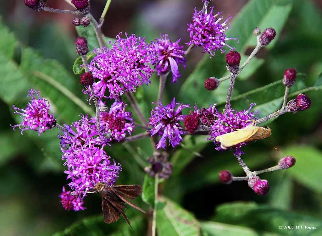 Vernonia noveboracensis (New York Ironweed)