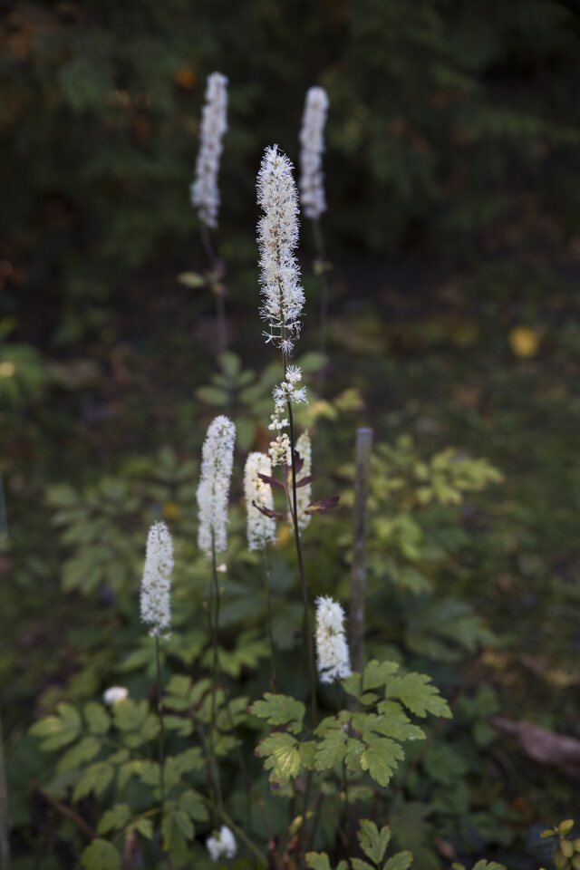 Actaea racemosa (BlackCohosh)
