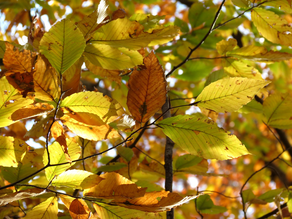 Fagus americana (American Beech)