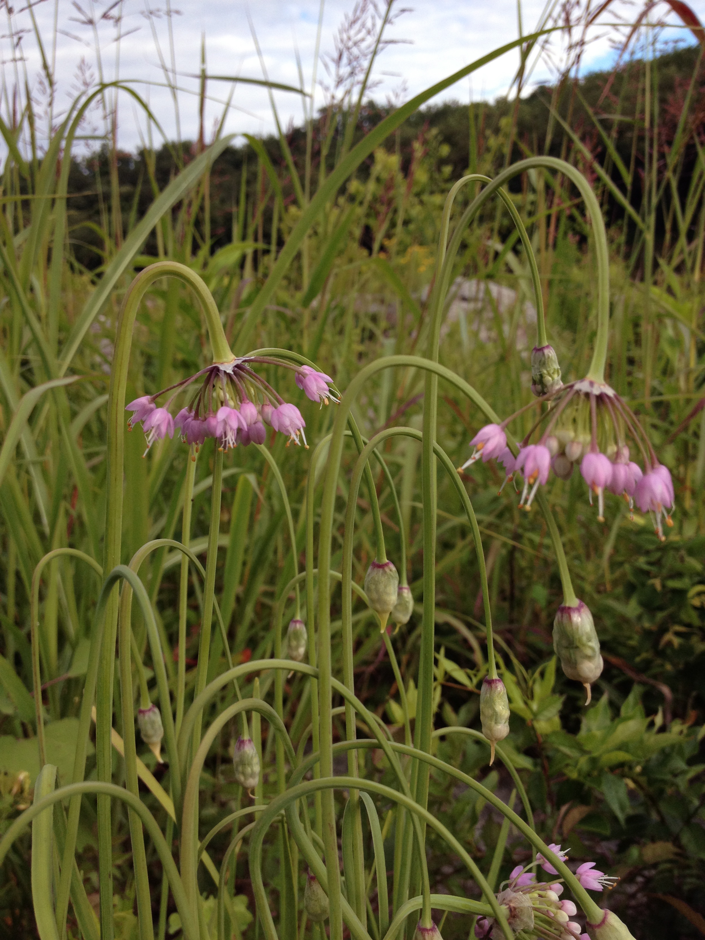 Allium cernuum (Nodding Onion)