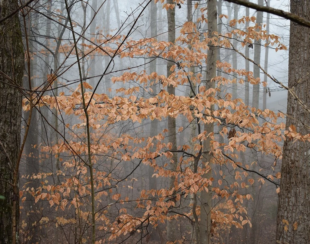 Fagus americana (American Beech)