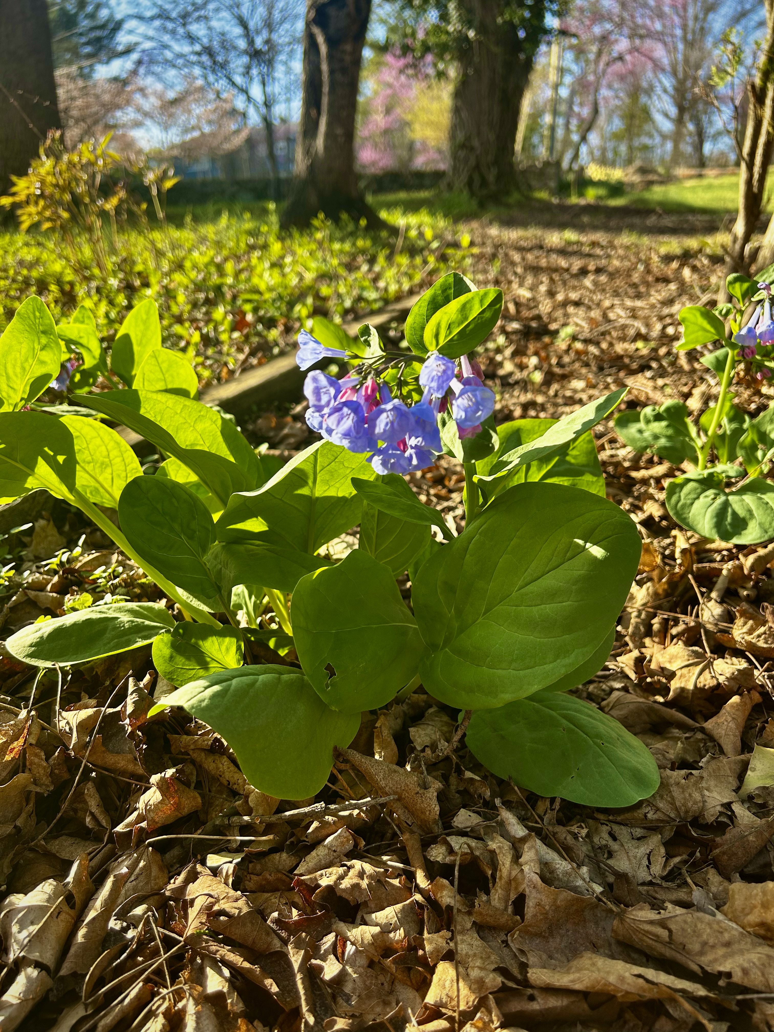 Mertensia virginica (Virginia Bluebells)