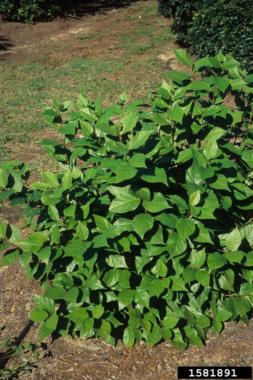 Calycanthus floridus (Carolina Allspice)