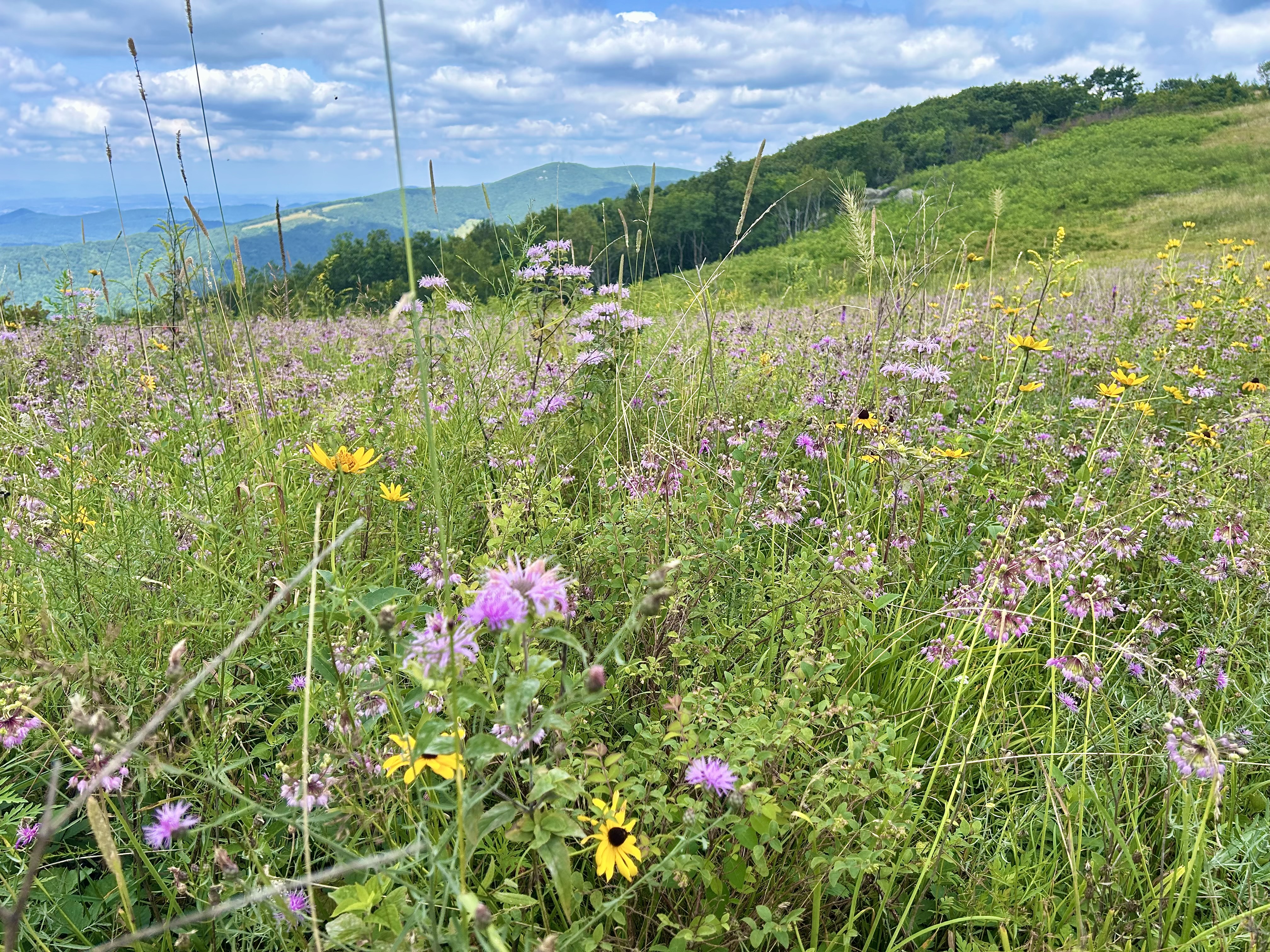 Allium cernuum (Nodding Onion)