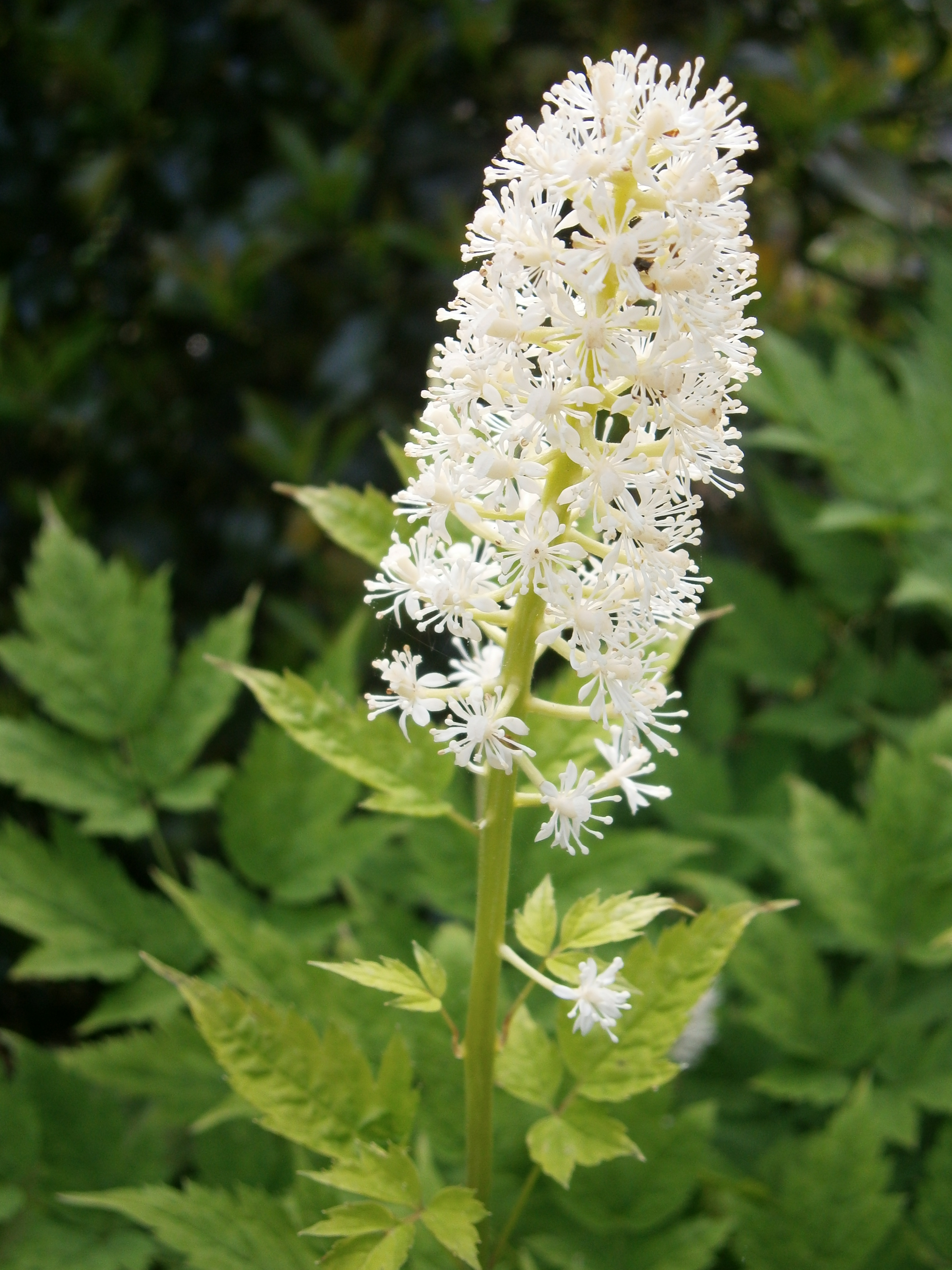 Actaea pachypoda (White Baneberry)