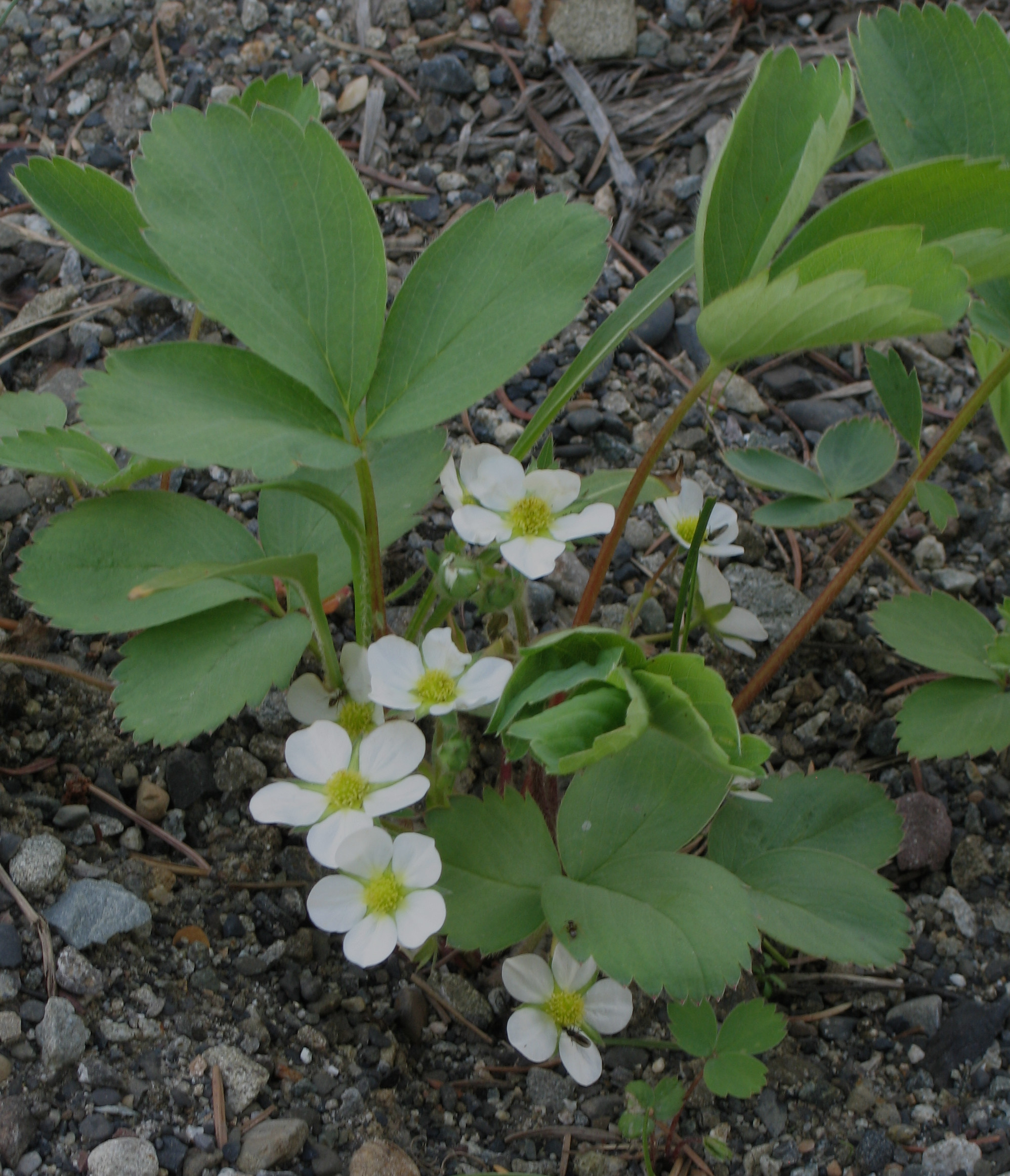 Fragaria virginiana (Wild Strawberry)