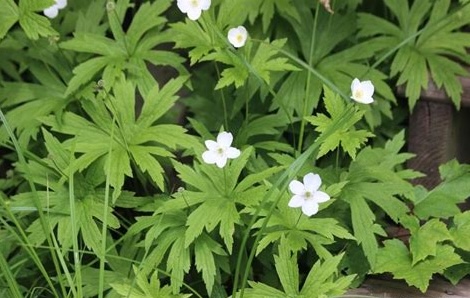 Anemone canadense (Canada Anemone)