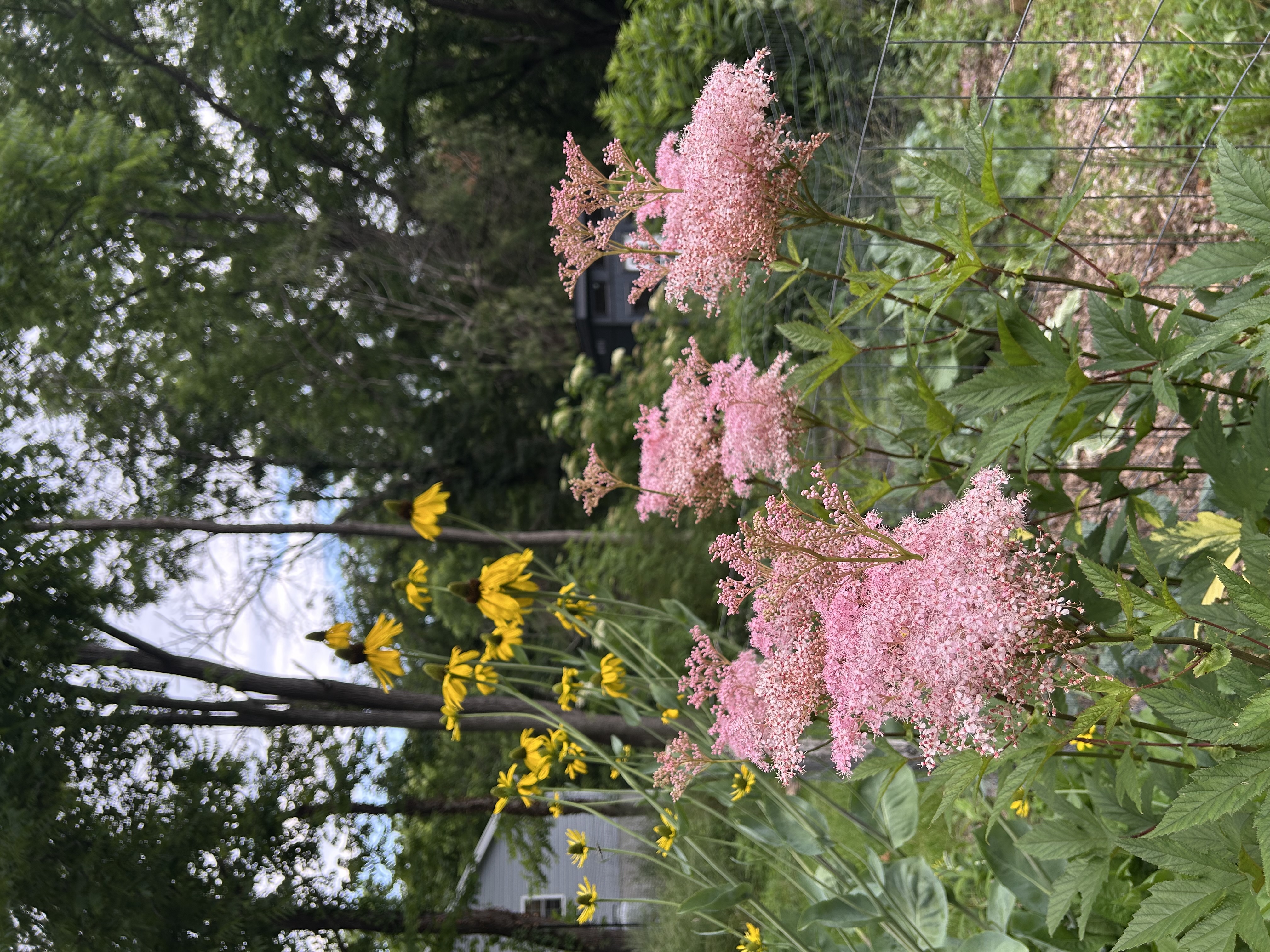 Filipendula rubra (Queen of the Prairie)