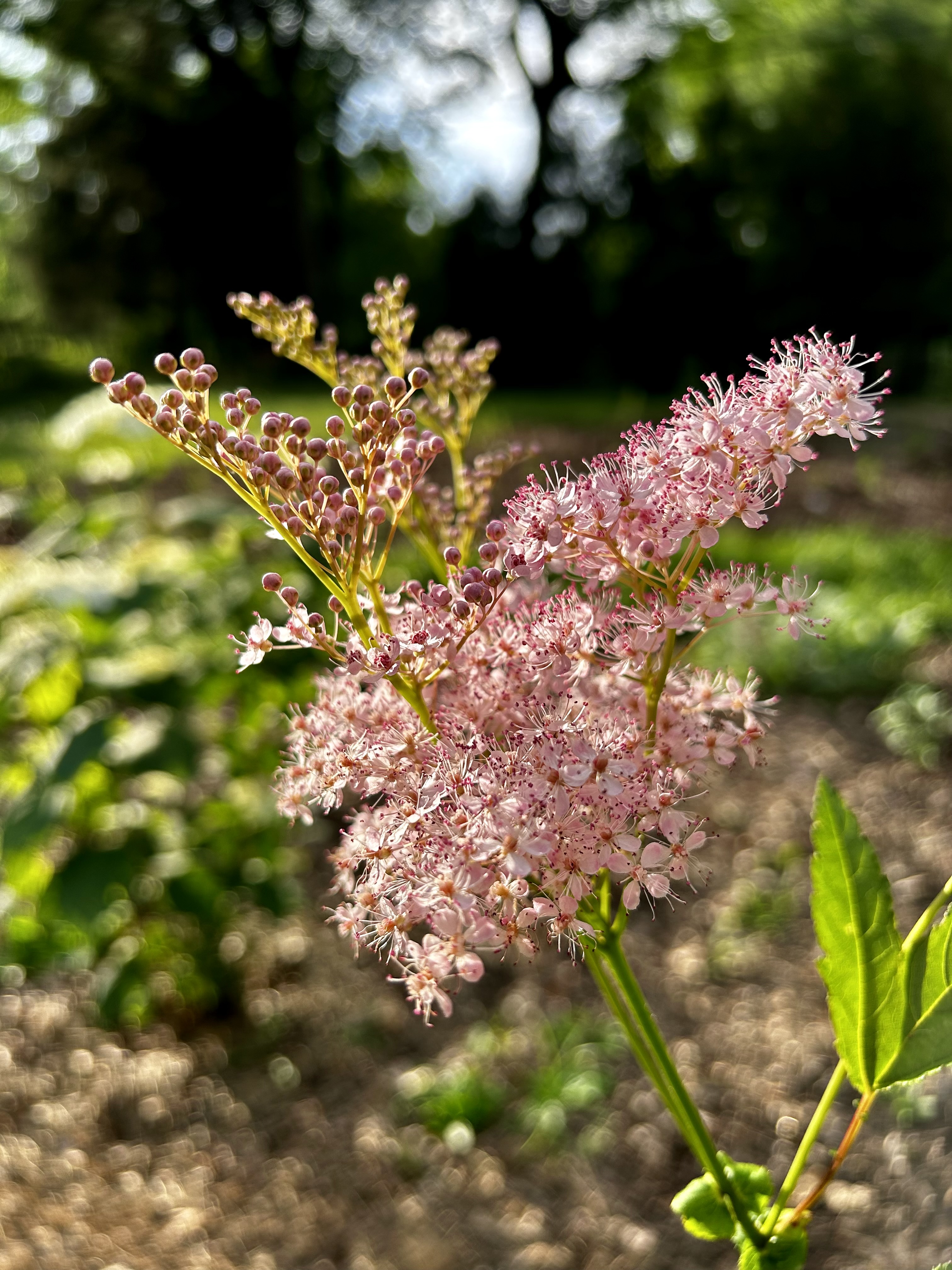 Filipendula rubra (Queen of the Prairie)