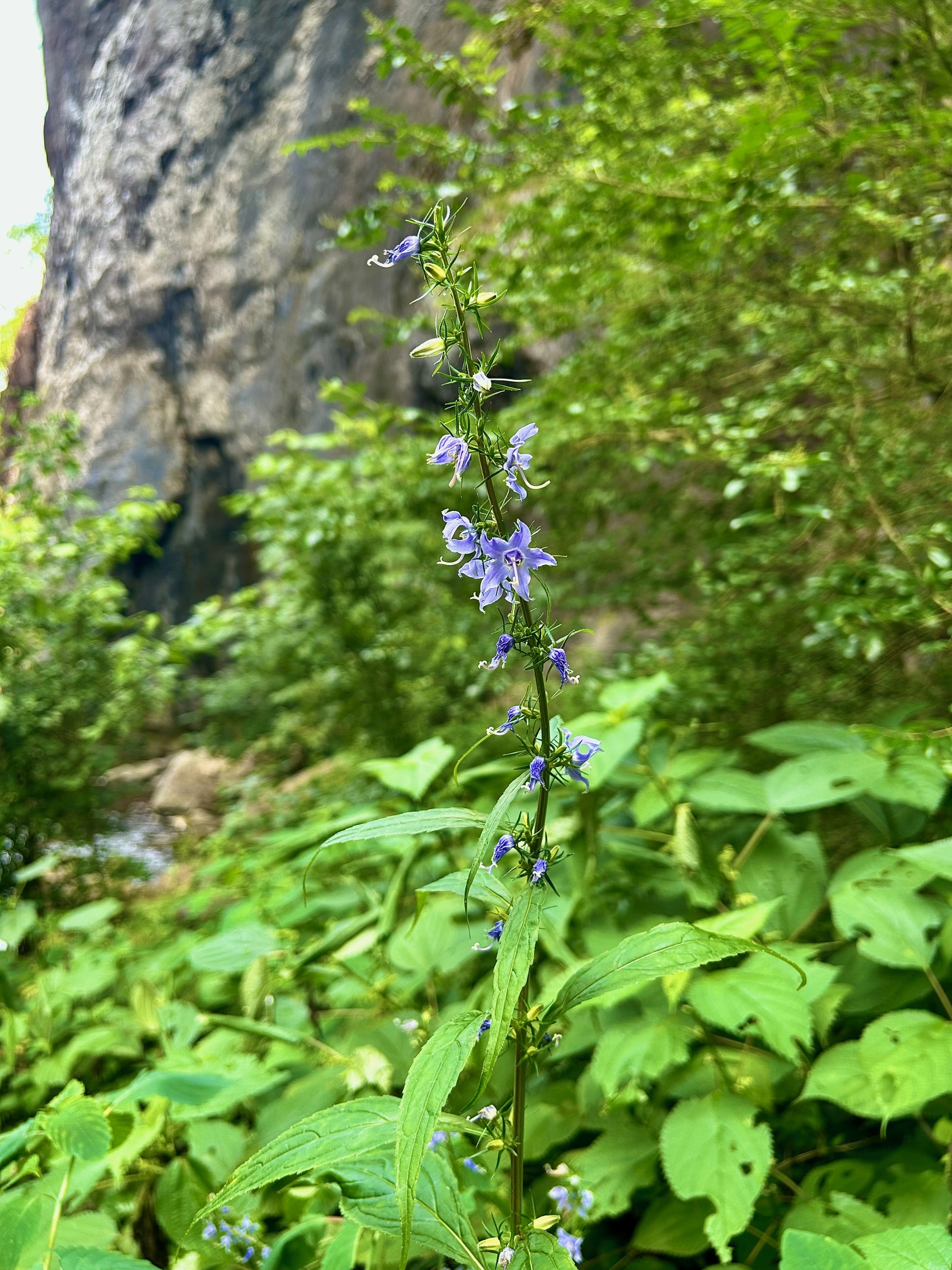 Campanulastrum americana (American Bellflower)