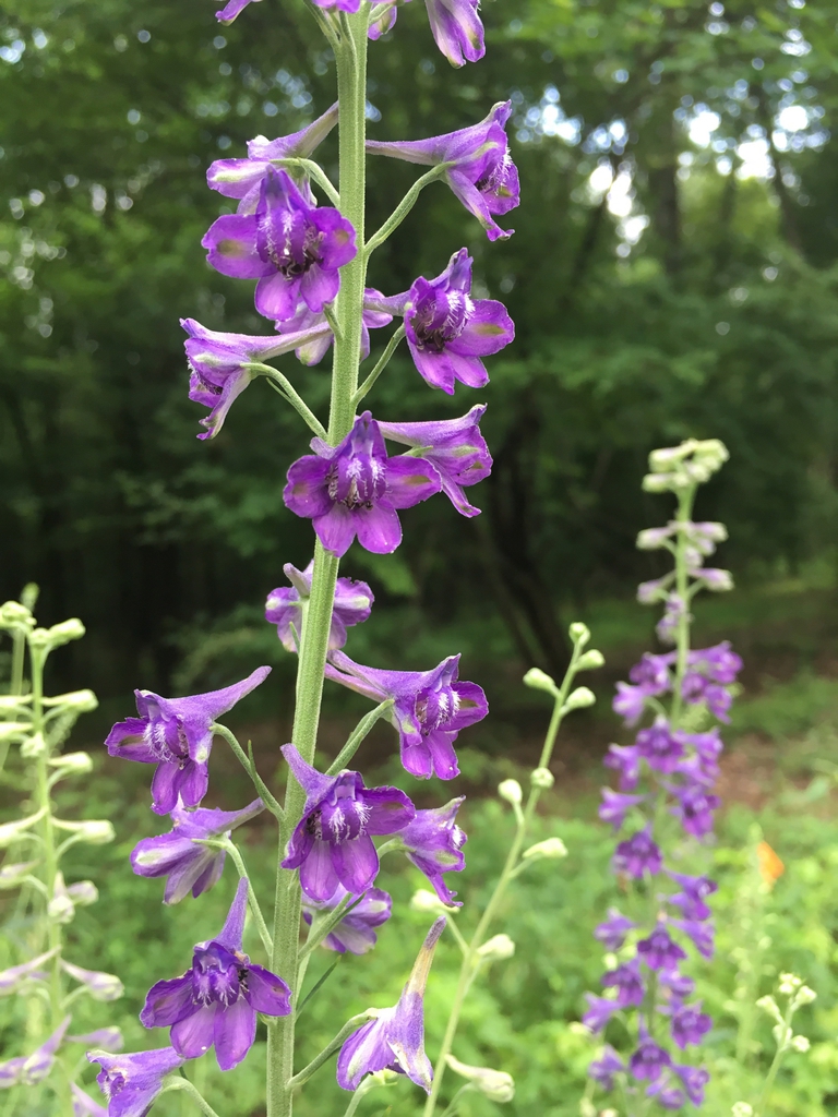 Delphinium exaltatum (Tall Larkspur)