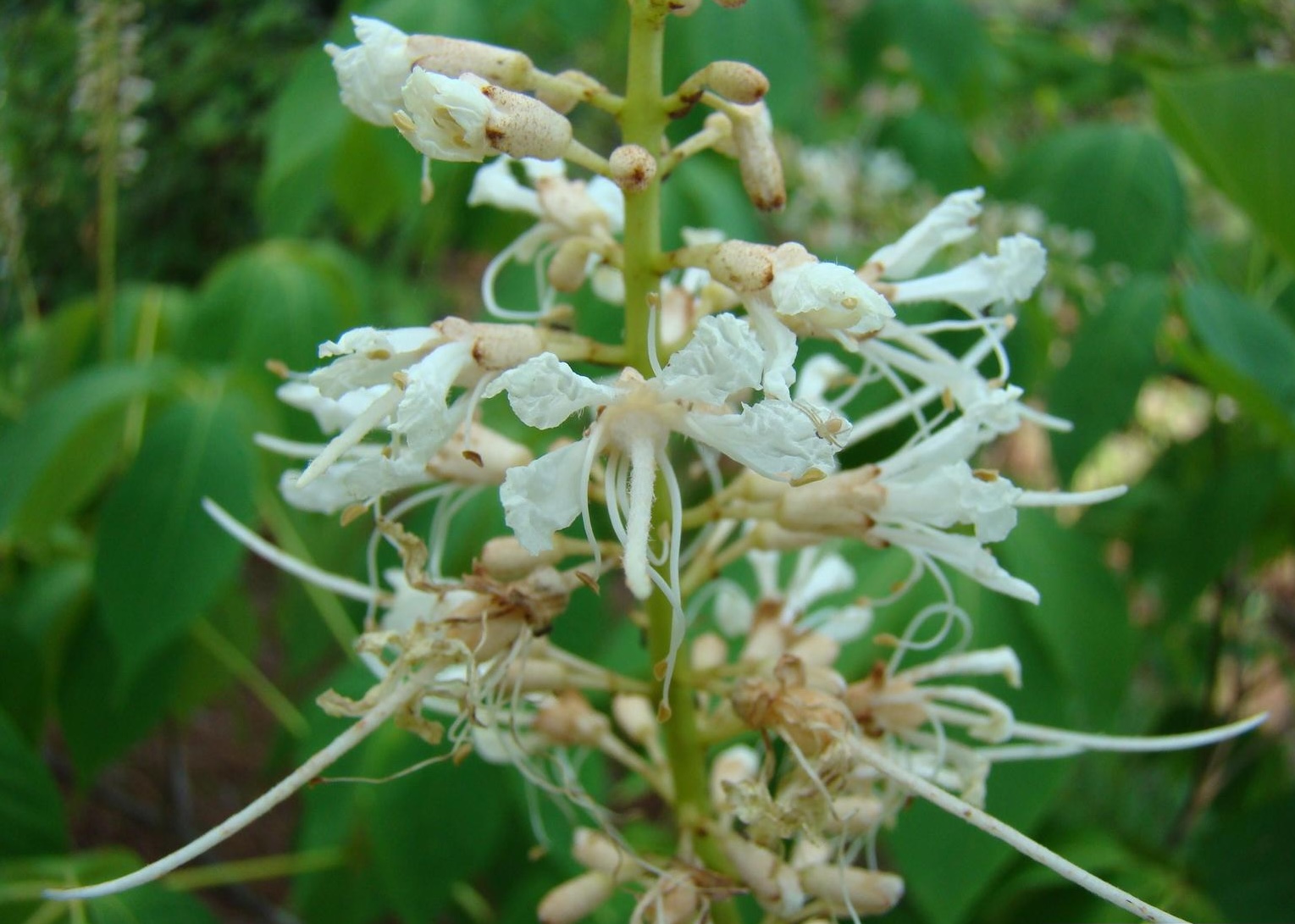 Aesculus parviflora (Bottlebrush Buckeye)