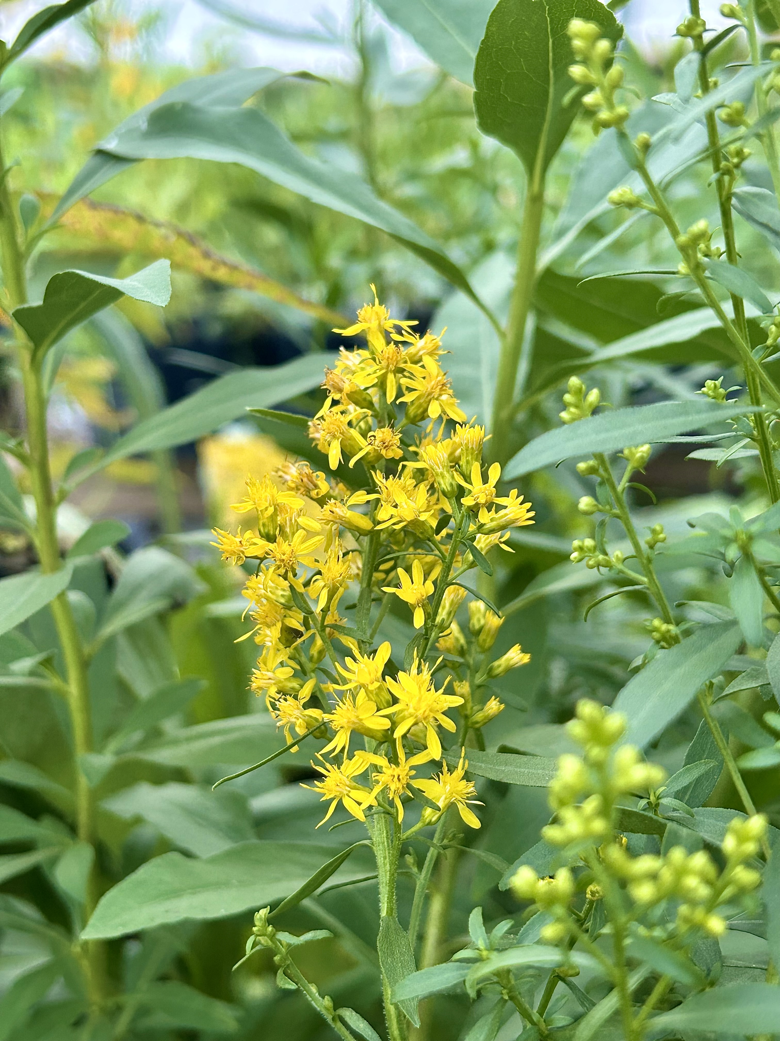Solidago juncea (Early Goldenrod)