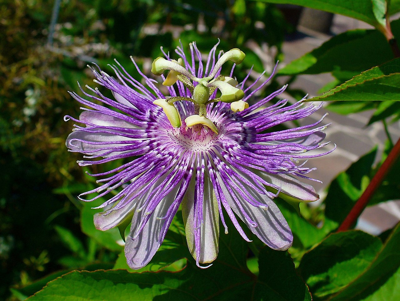 Passiflora incarnata (Purple Passionflower)