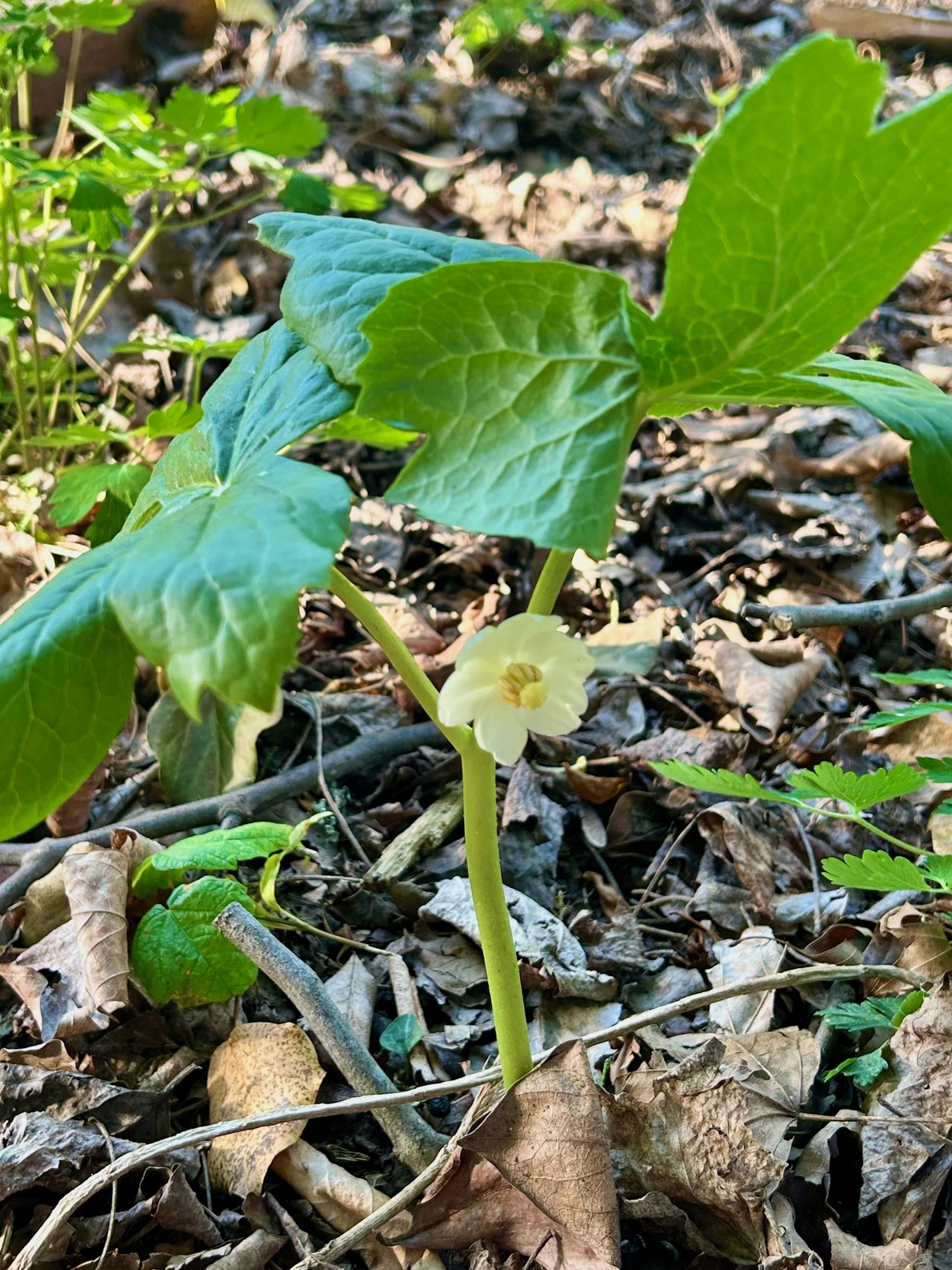 Podophyllum peltatum (Mayapple)