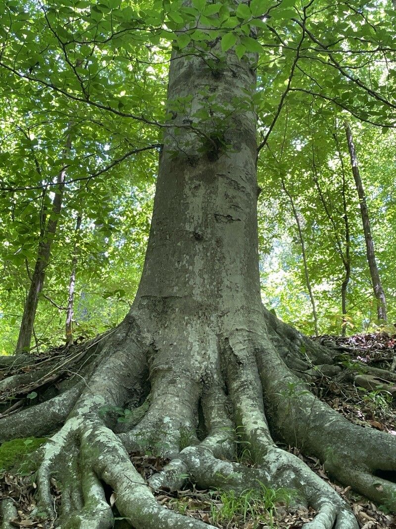 Fagus americana (American Beech)