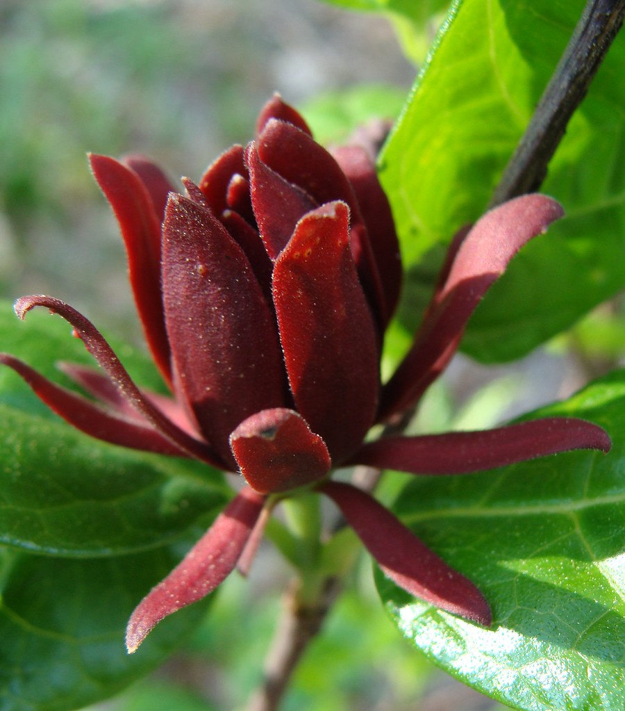 Calycanthus floridus (Carolina Allspice)