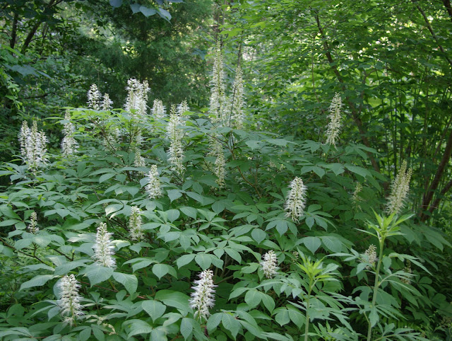 Aesculus parviflora (Bottlebrush Buckeye)