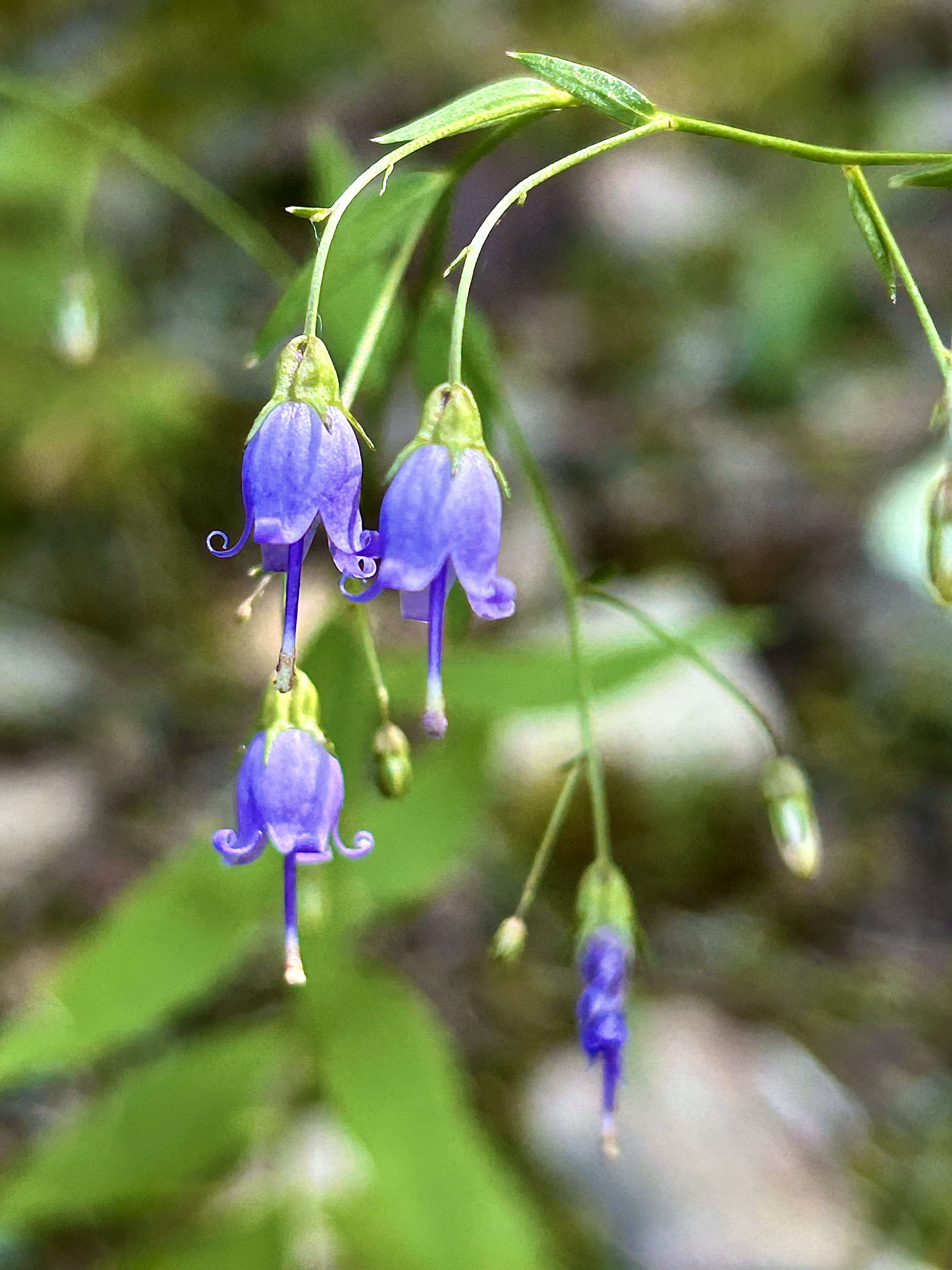 Campanula divaricata (Southern Harebell)