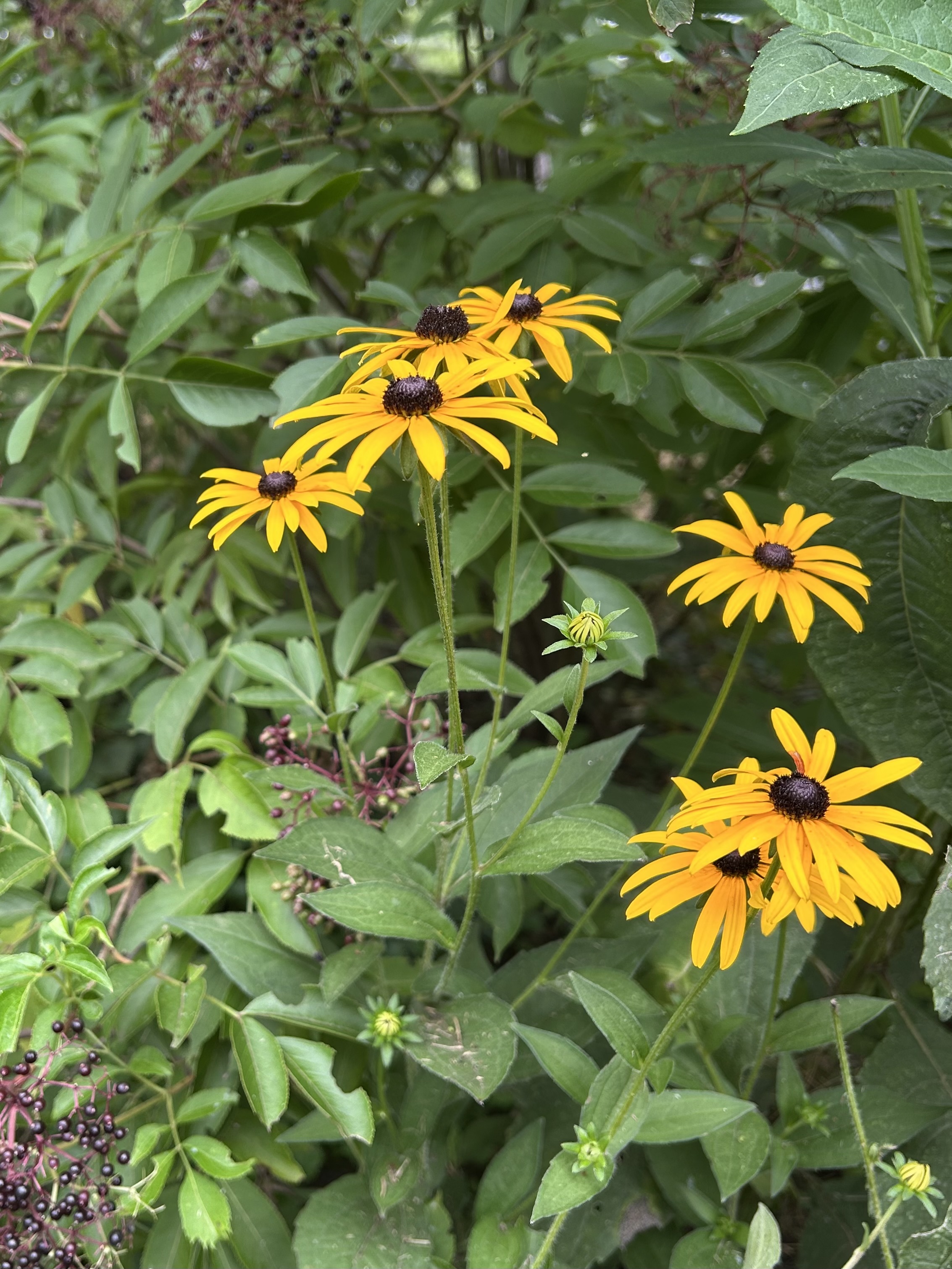 Rudbeckia hirta (Yellow Coneflower)