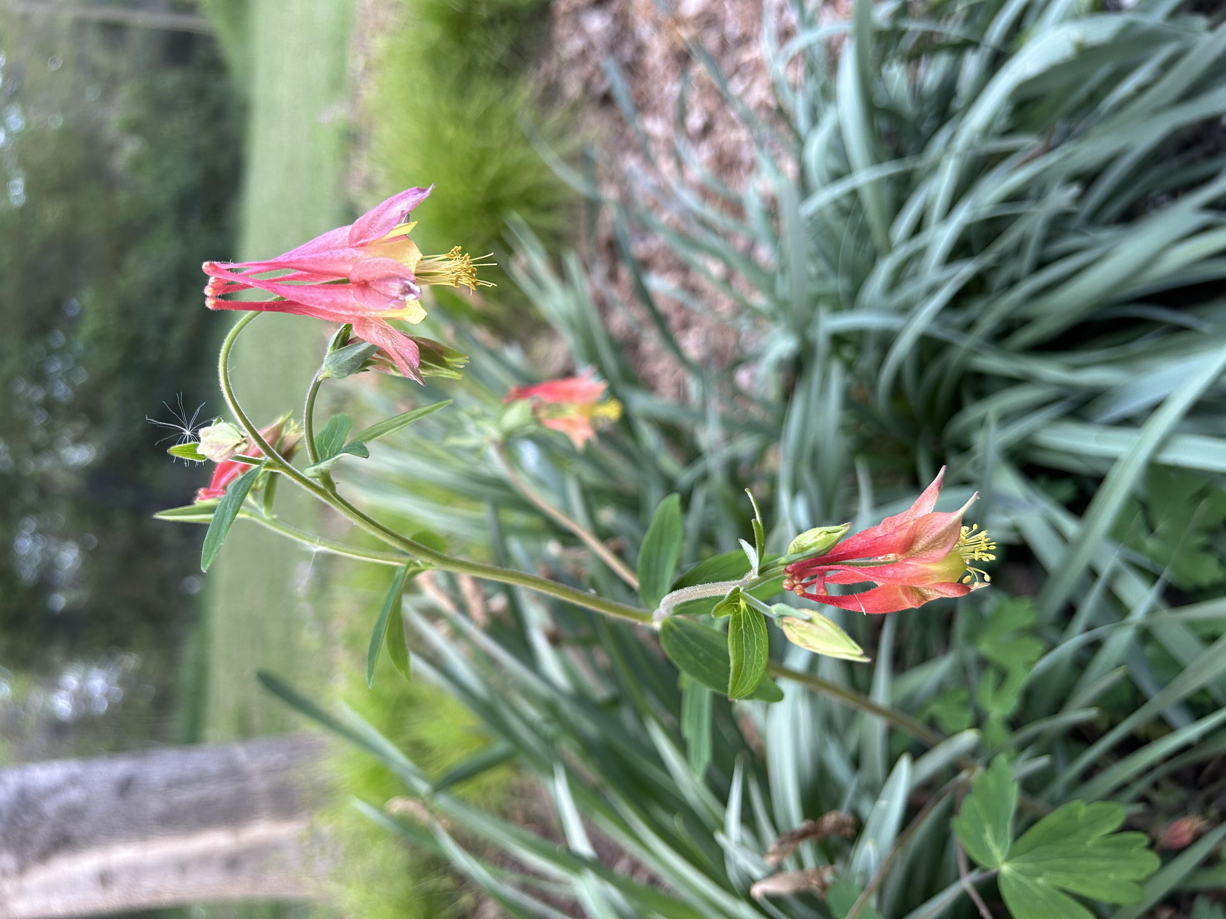 Aquilegia canadensis (Wild Columbine)