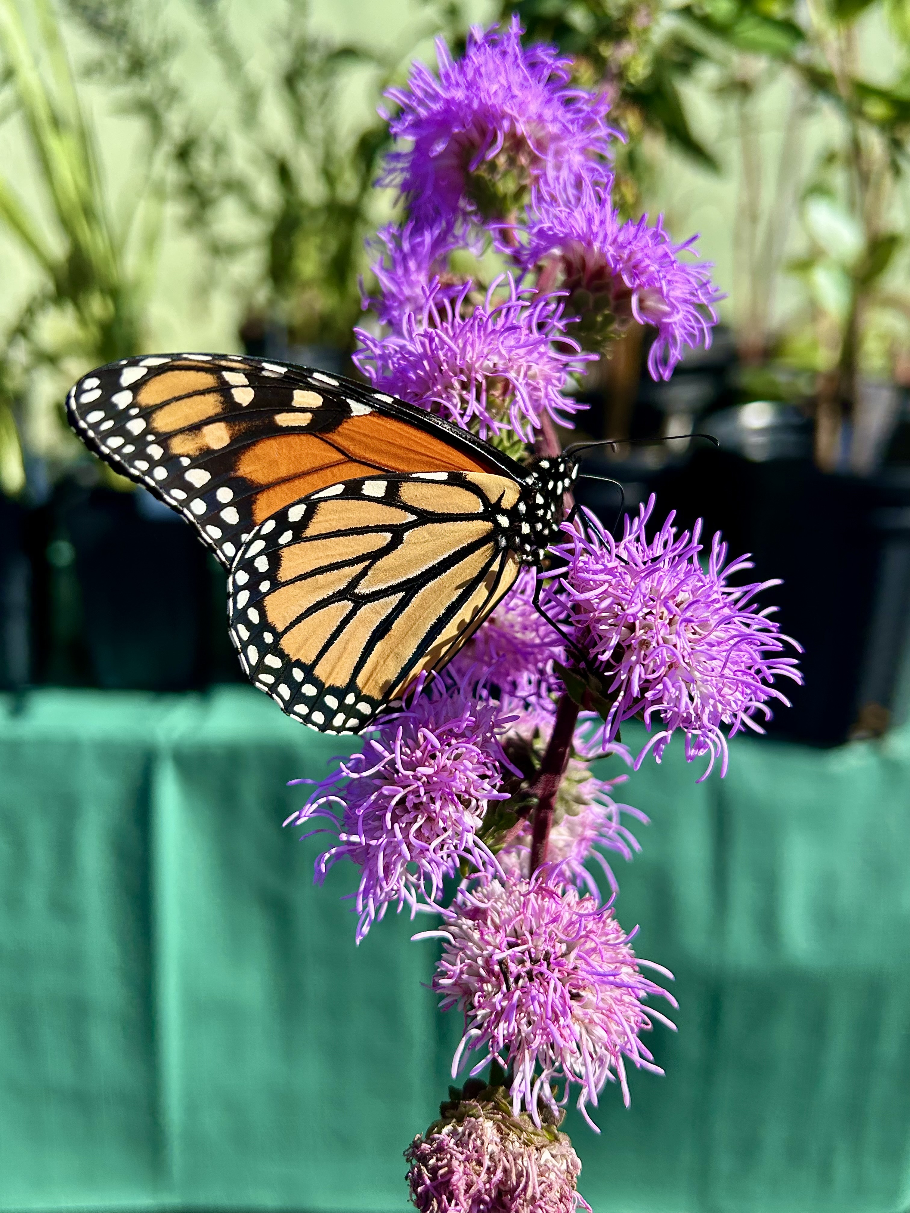 Liatris scariosa (Northern Blazing Star)
