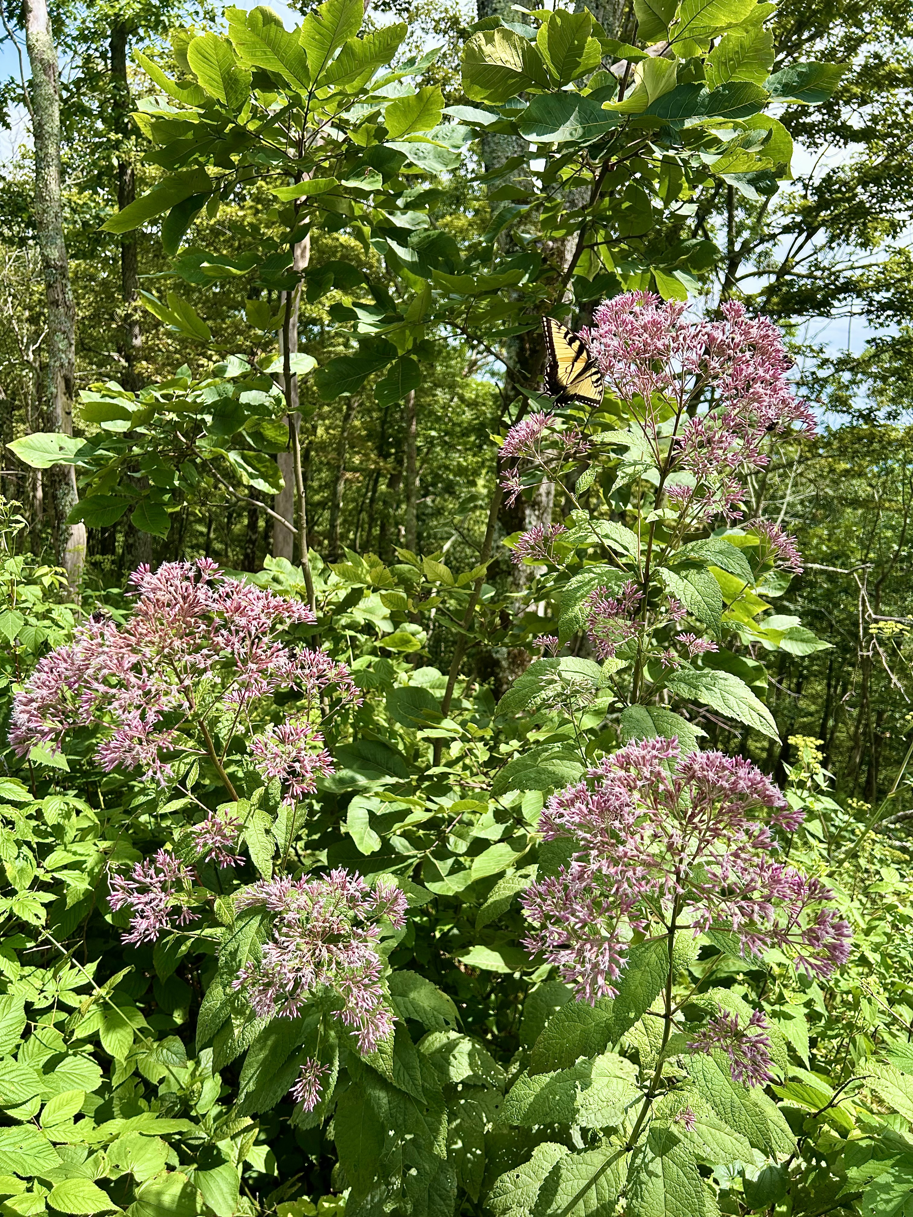 Eutrochium fistulosum (Hollow Joe-Pye Weed)