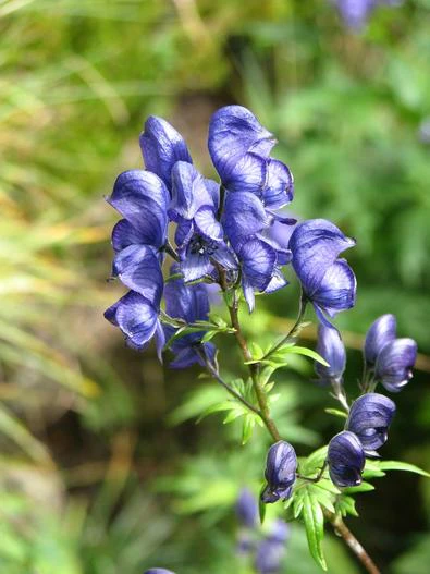 Aconitum uncinatum (Monkshood)