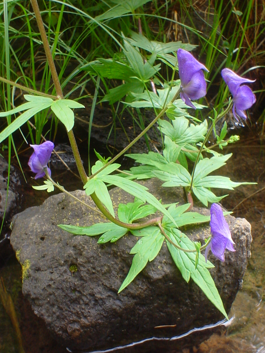 Aconitum uncinatum (Monkshood)