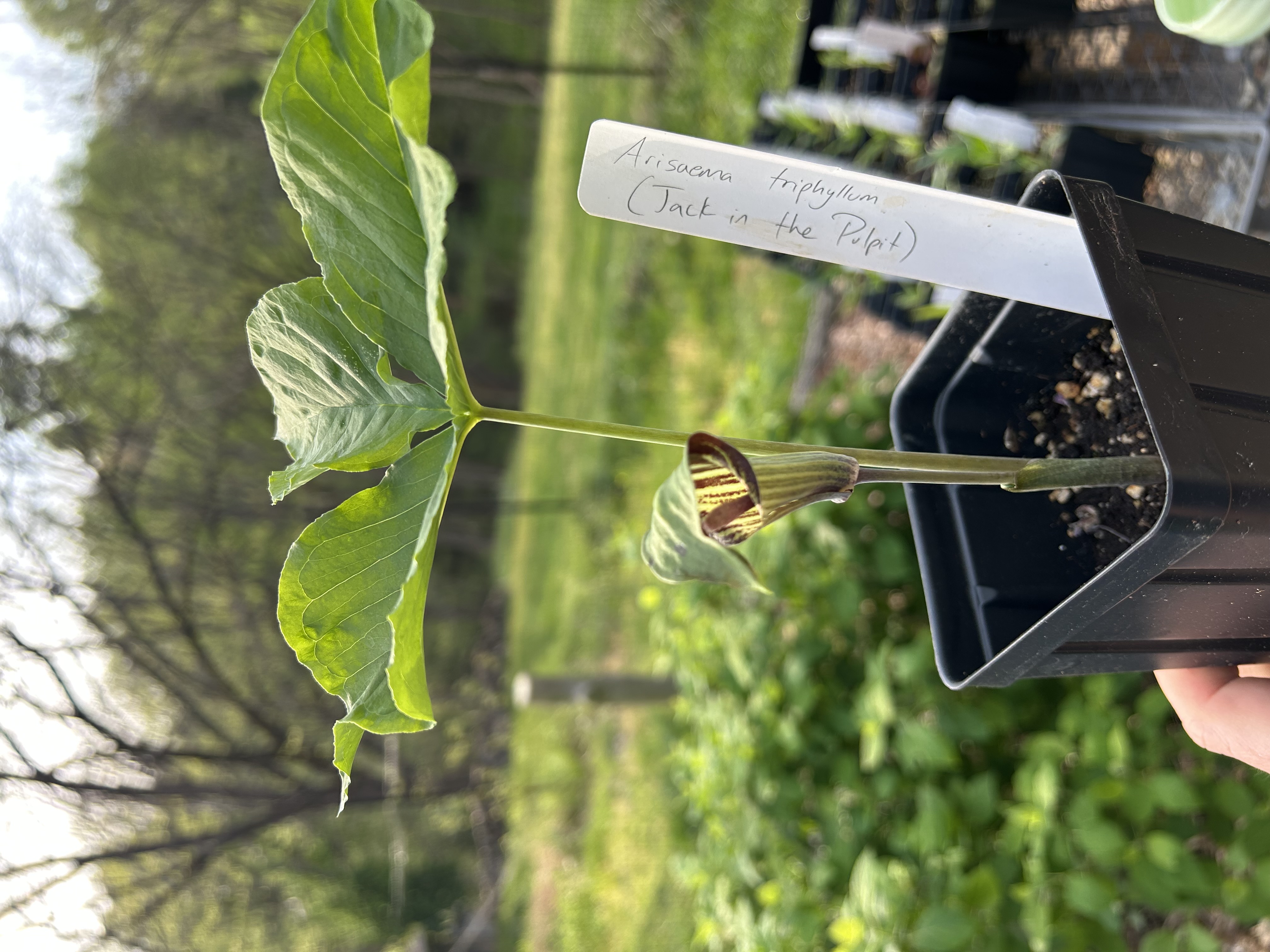 Arisaema triphyllum (Jack-in-the-Pulpit)