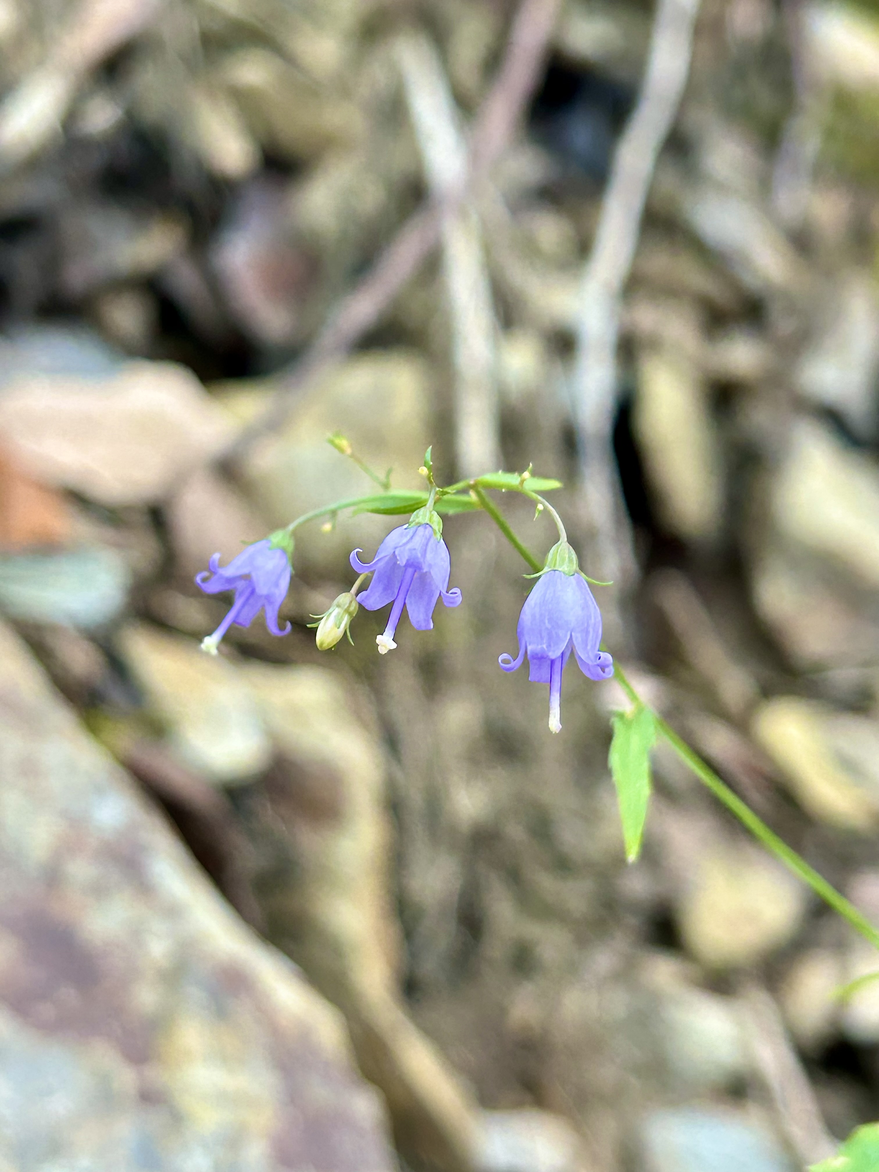 Campanula divaricata (Southern Harebell)
