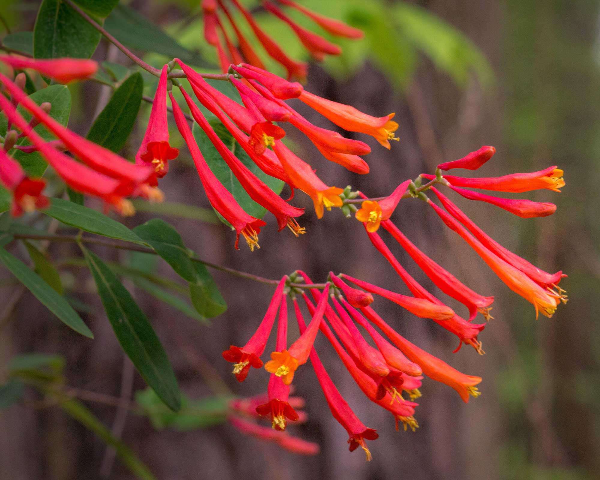 Lonicera sempervirens (Coral Honeysuckle)