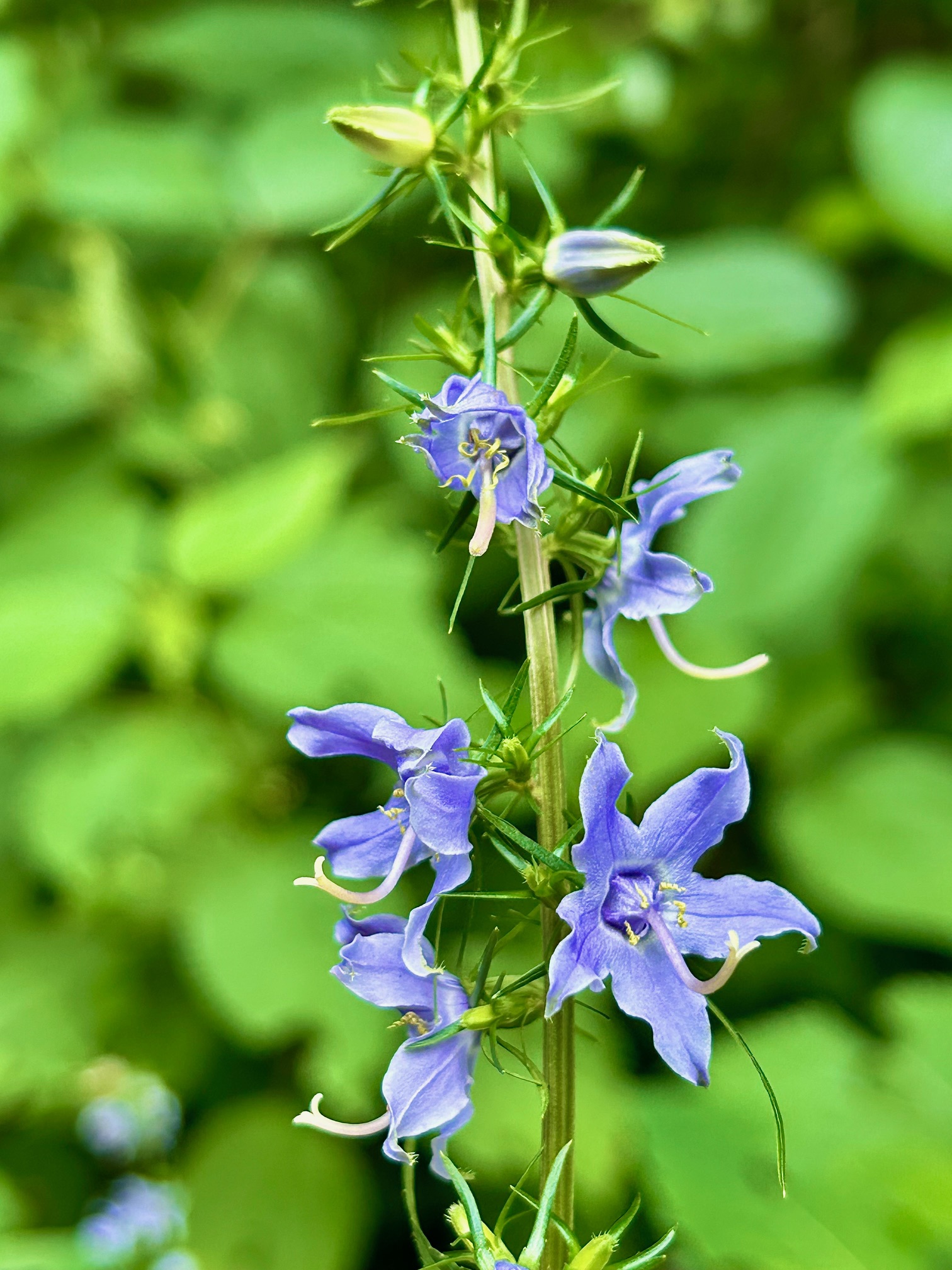 Campanulastrum americana (American Bellflower)