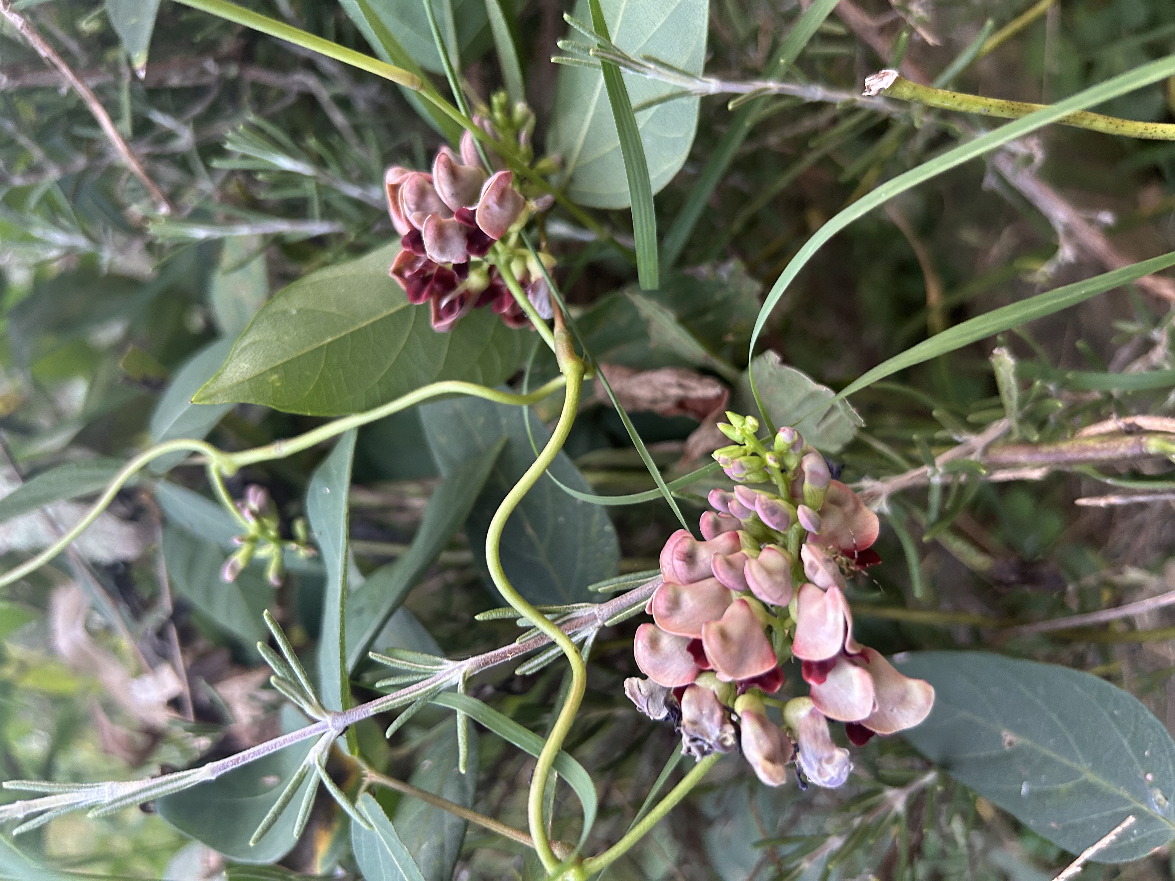 Apios americana (Groundnut)