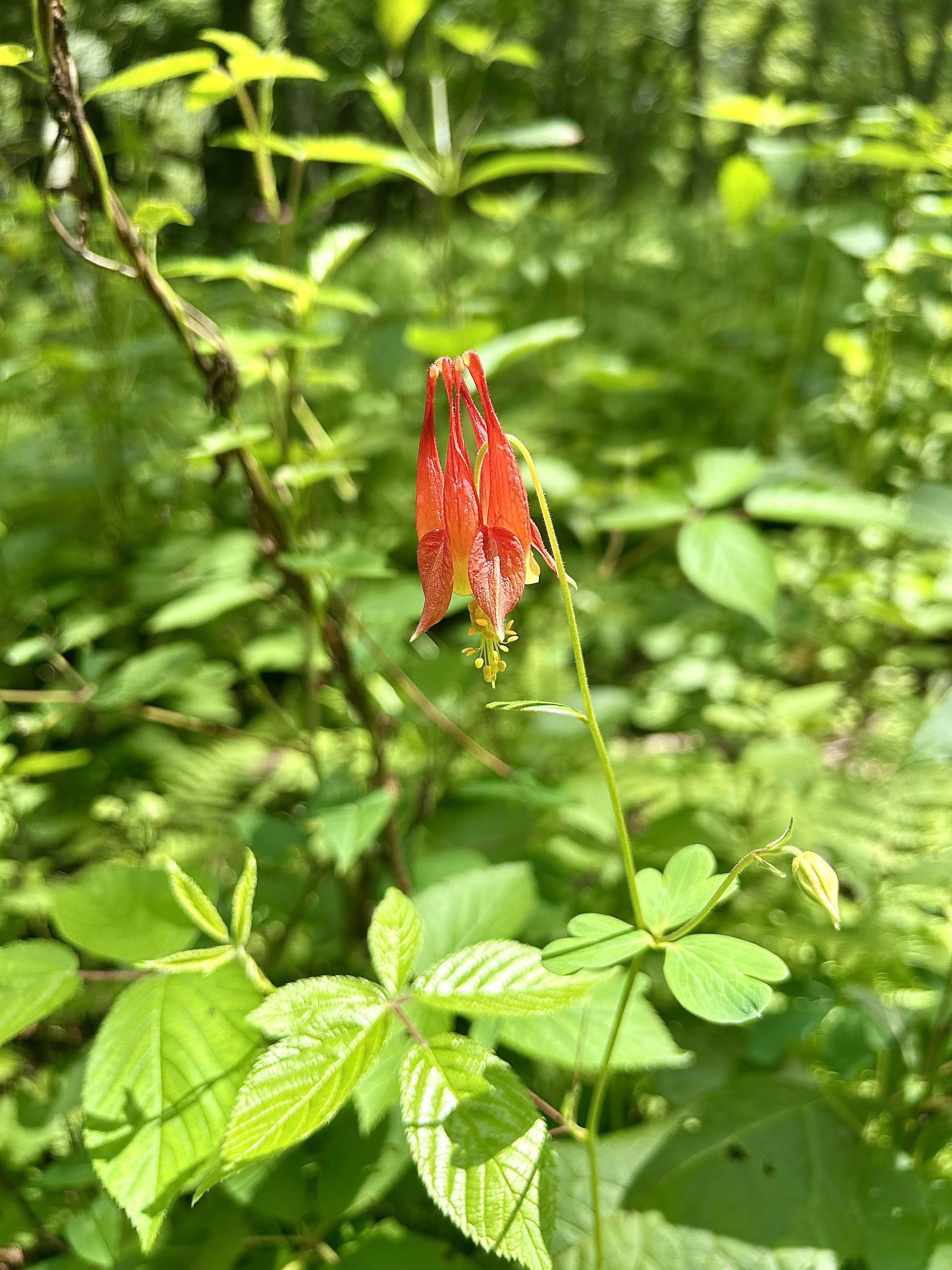 Aquilegia canadensis (Wild Columbine)