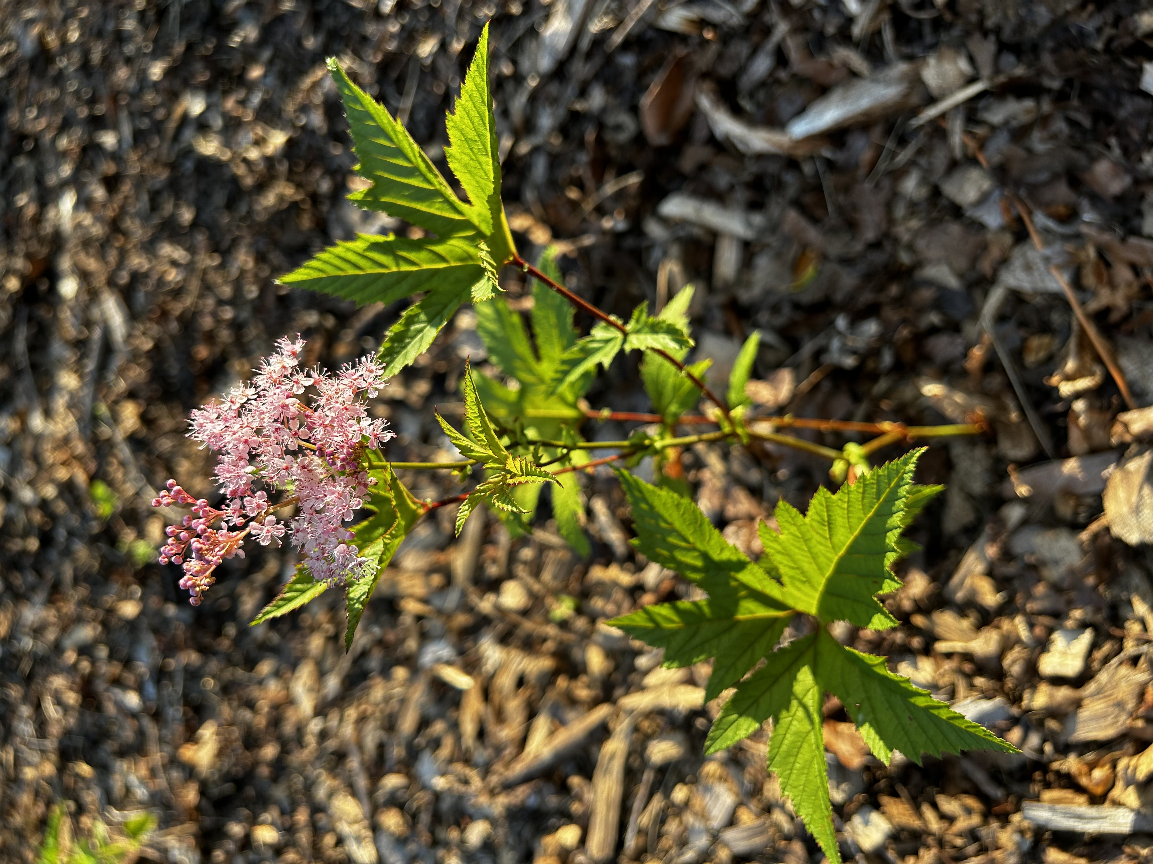 Filipendula rubra (Queen of the Prairie)