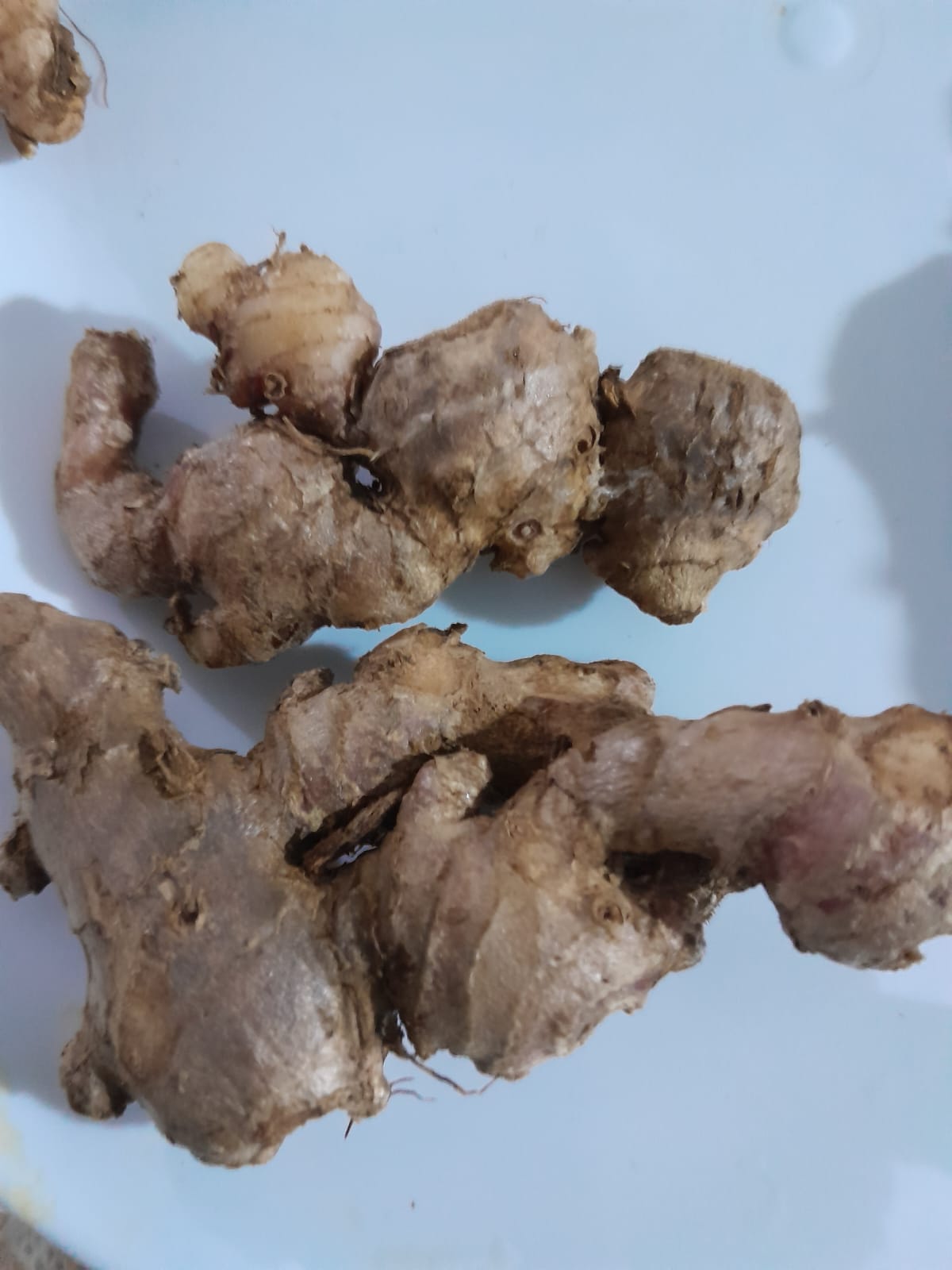 Fresh Ginger Root