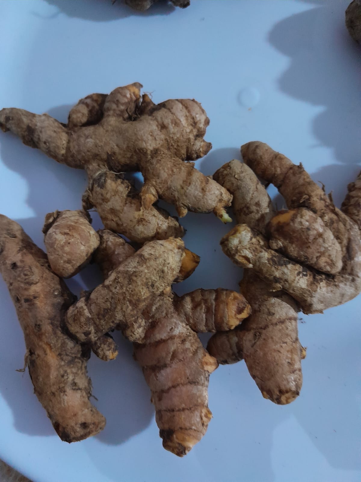 Fresh Turmeric Roots