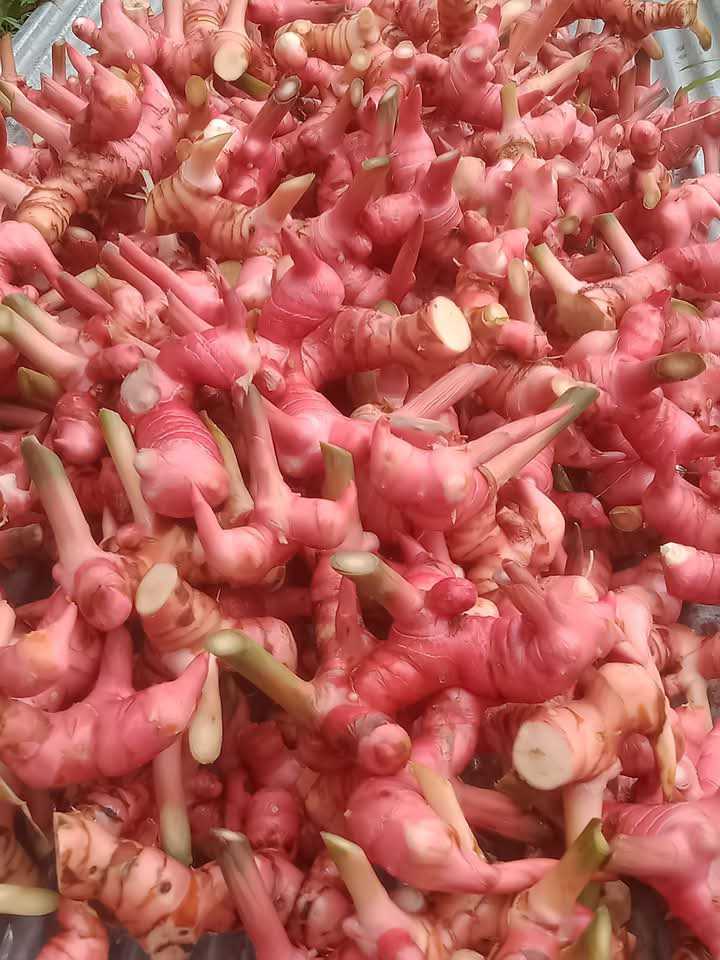 Fresh Young Ginger Root