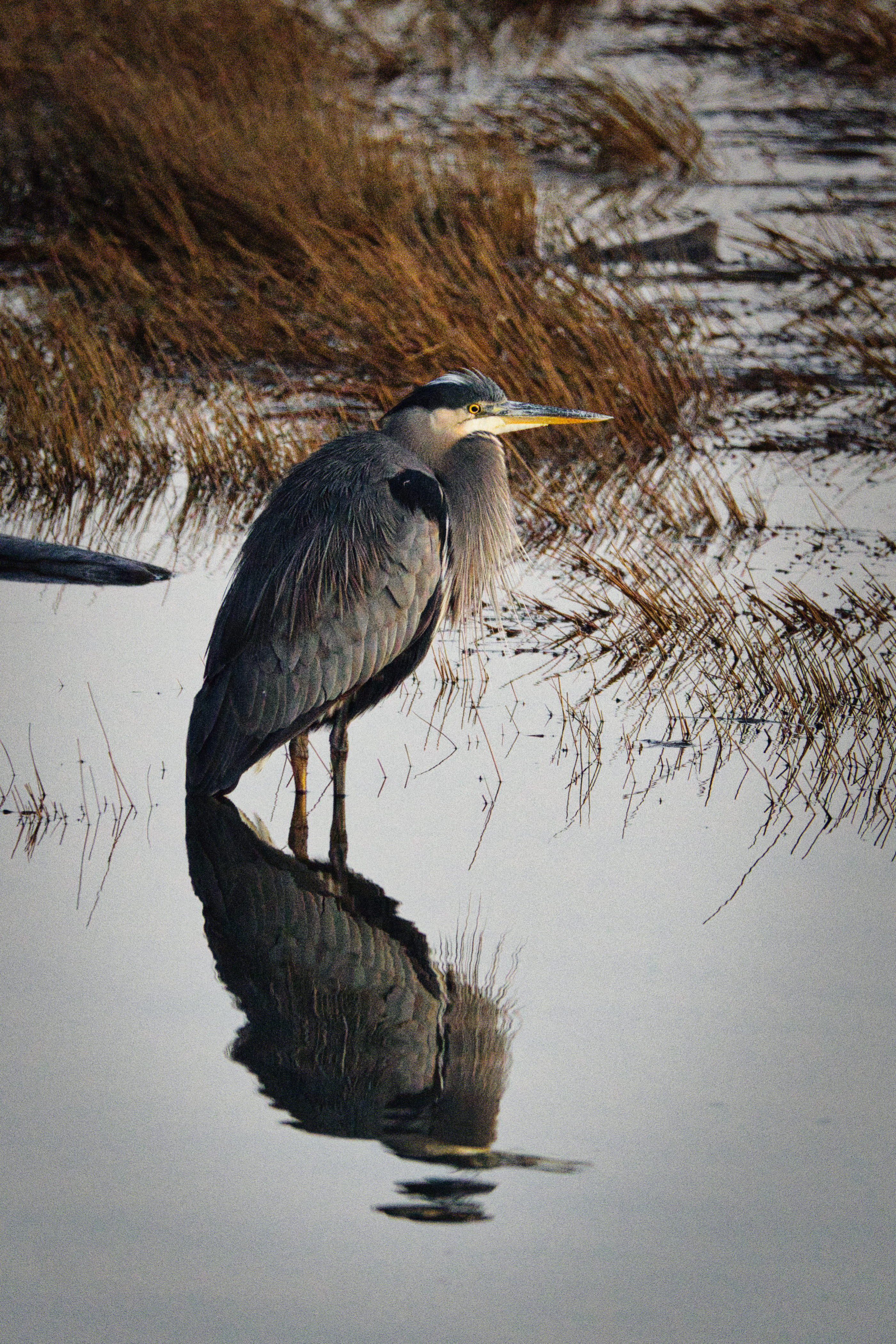 Nature's Mirror