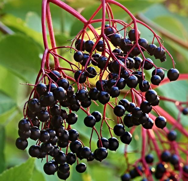 Šeivamedžių uogų sirupas GERI METAI 250 ml