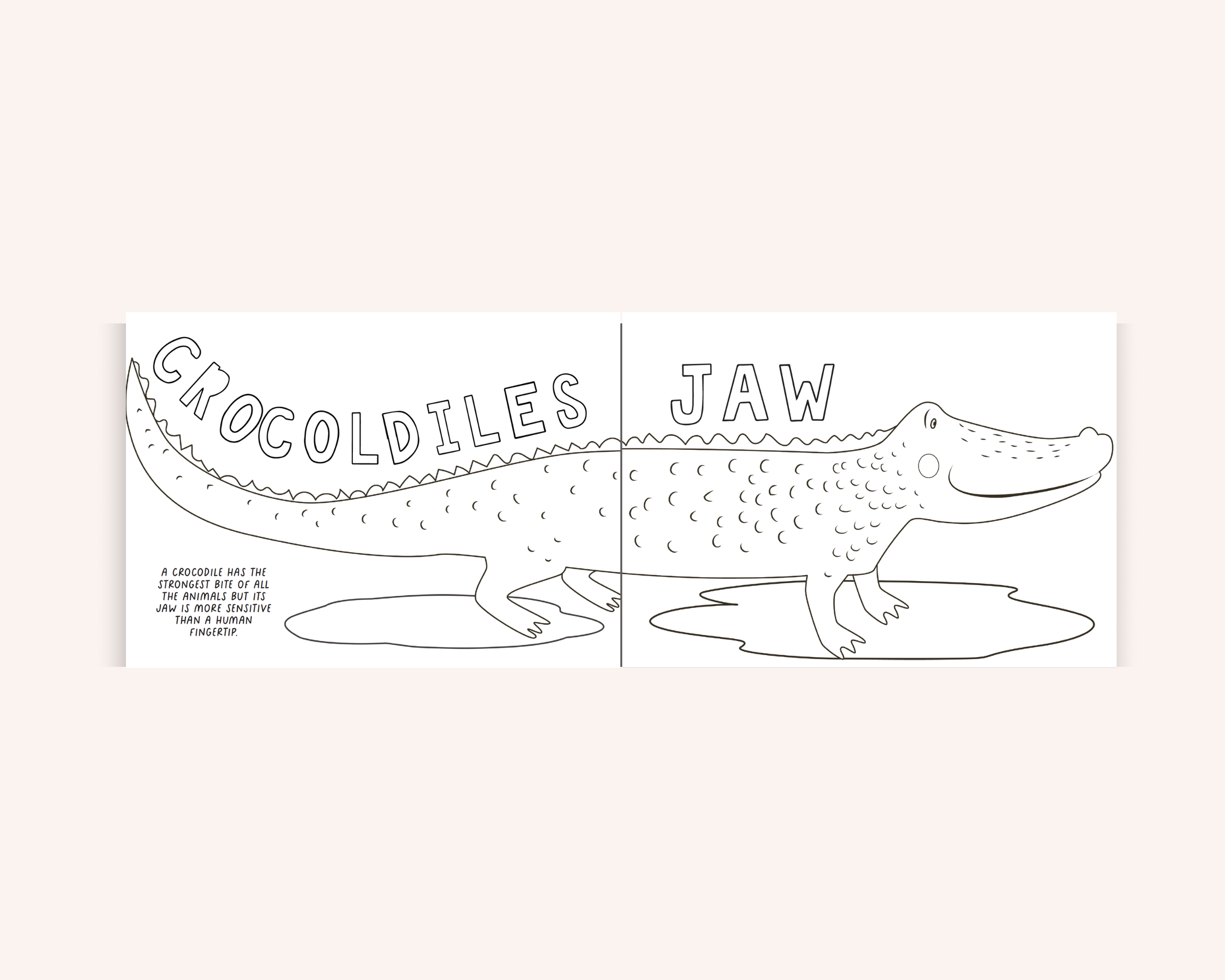 Creation Colouring Gift Bundle